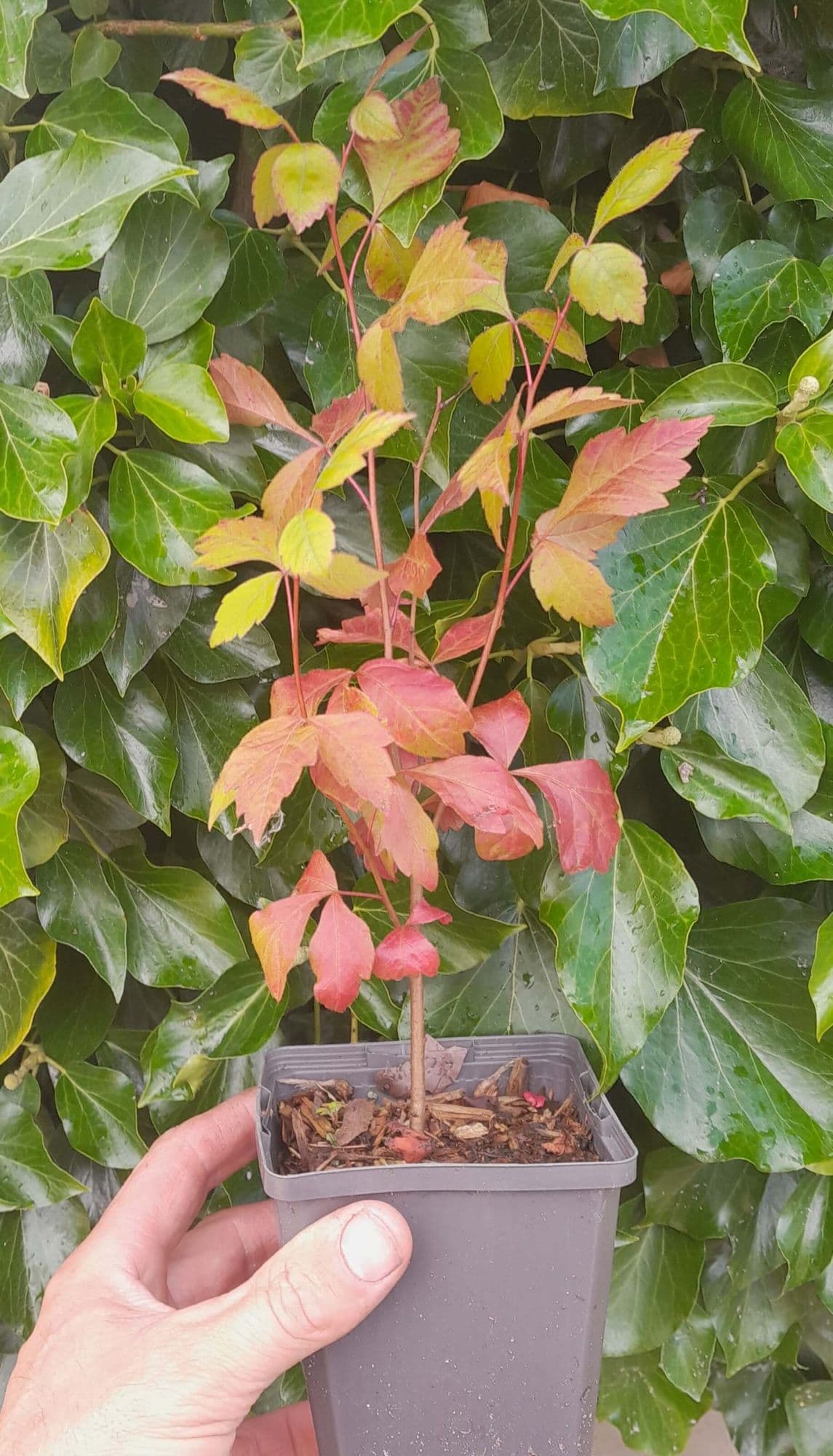 Limonadestruik, Rhus aromatica