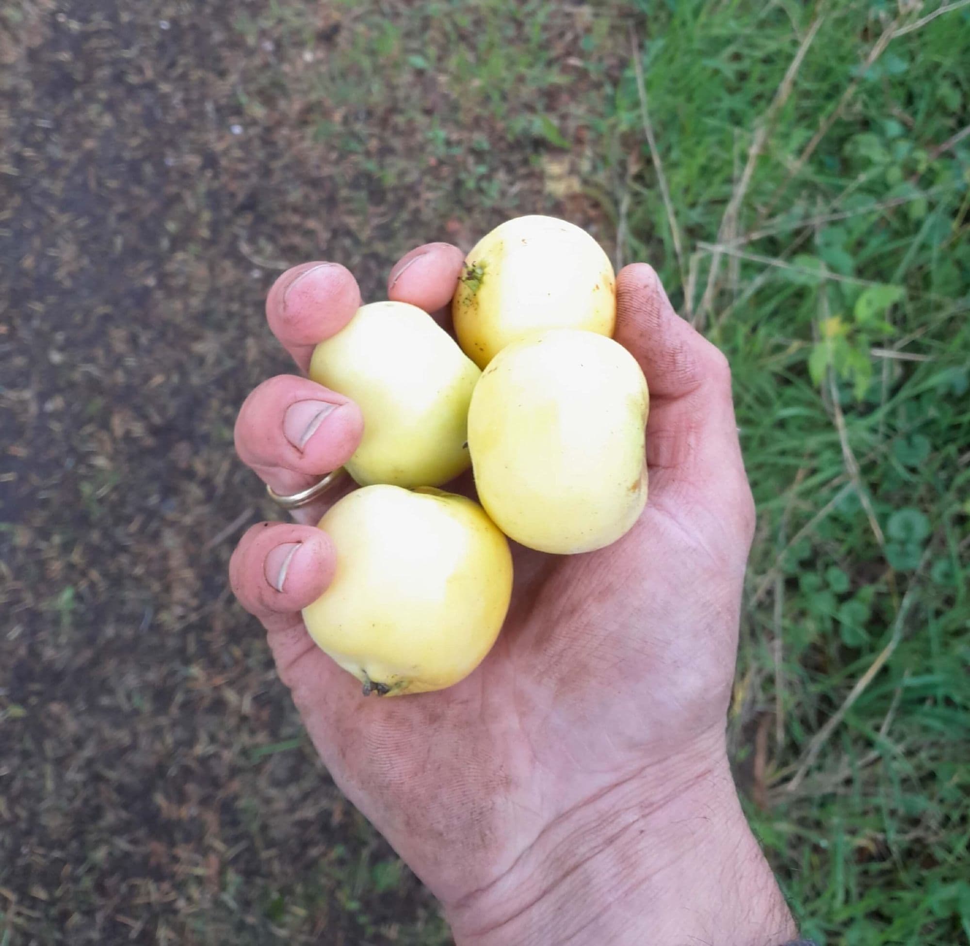 Cider/handappeltje, Malus dom. 'Sour and Tasty' ( Eigen Selectie)