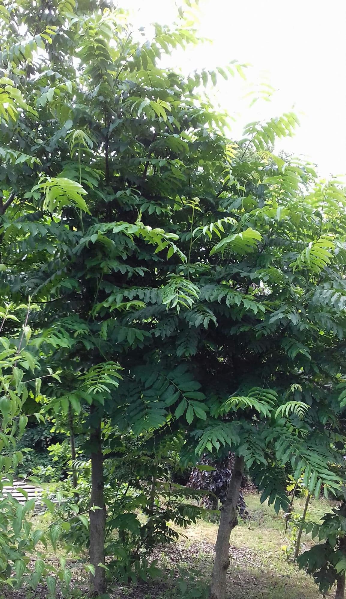 Uiensoepboom, Chinese toonboom, Toona sinensis (Cedrela sinensis)