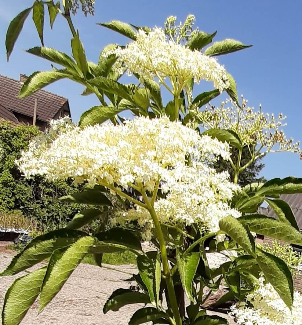 Groen/witVruchtige Vlier, Sambucus Nigra 'Viridis'