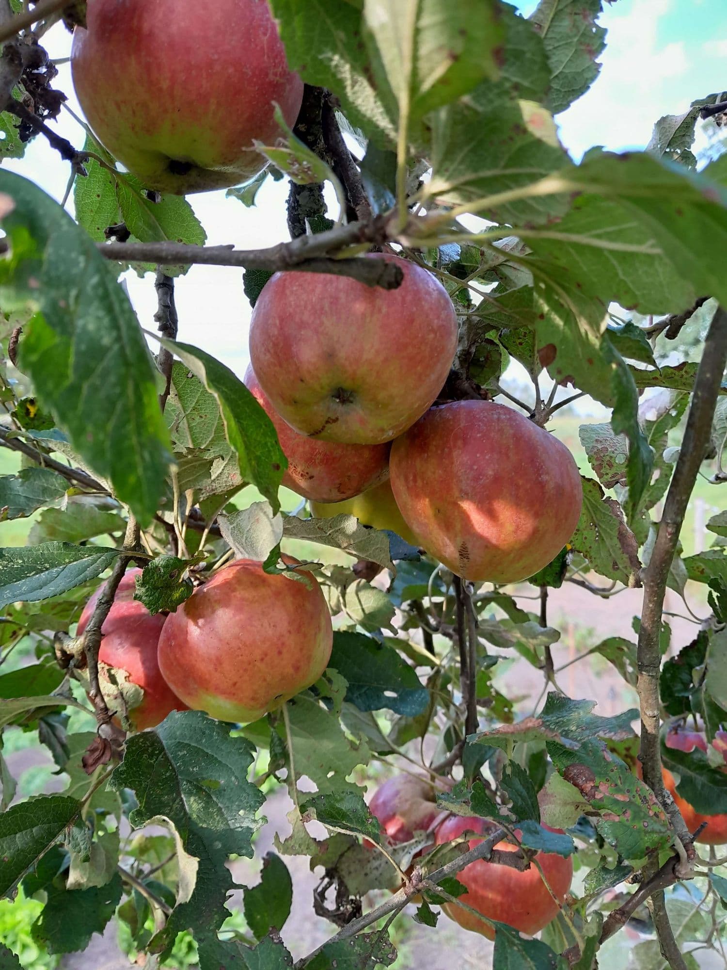 Handappel, Malus d. 'Santana'