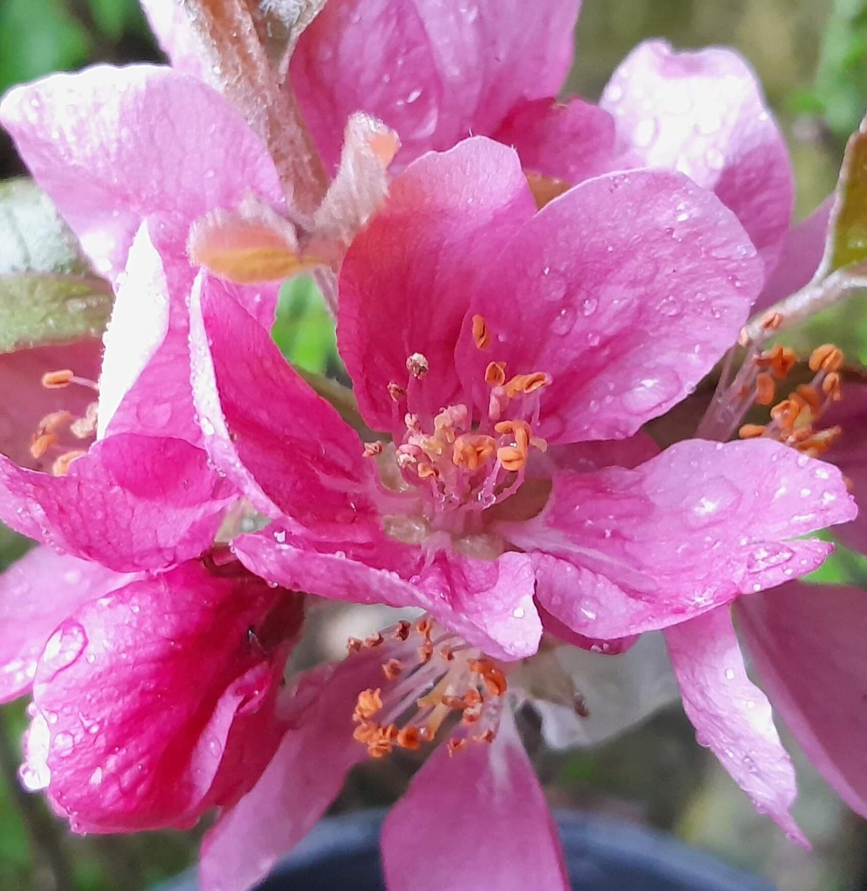 Roodvlezige Appel, Malus nietz. 'Nebel'