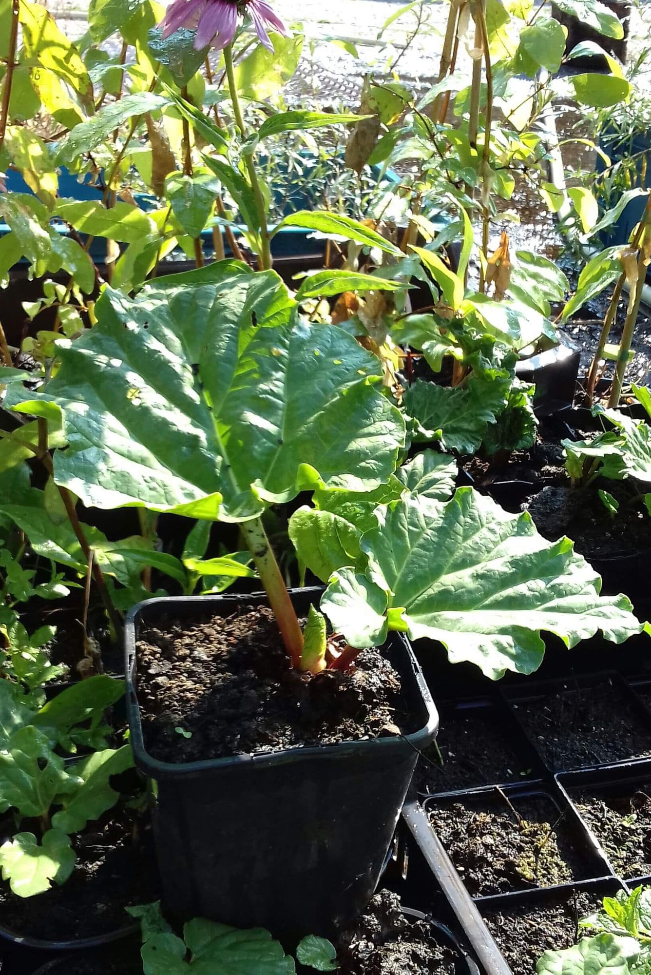 Rabarber, Rheum 'Champagne Red' Zeer smakelijk!