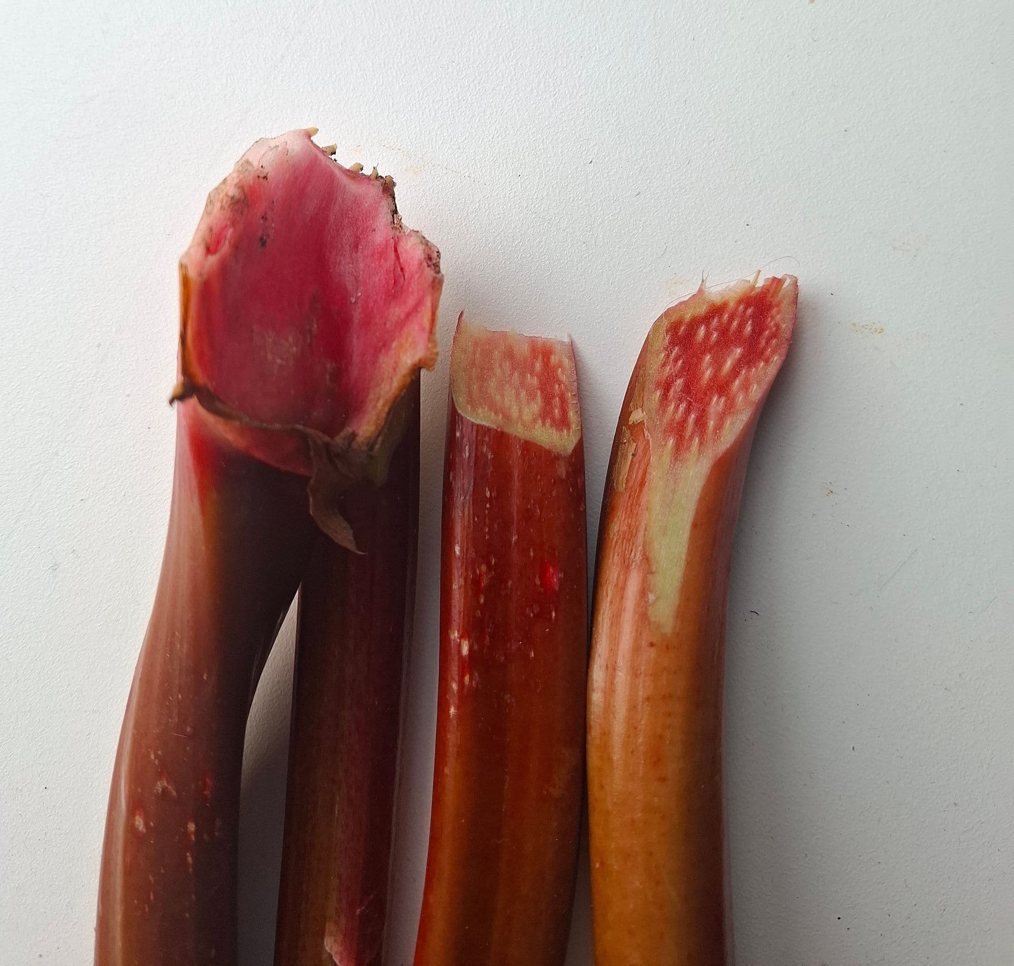 Rabarber, Rheum 'Frambozen Rood'