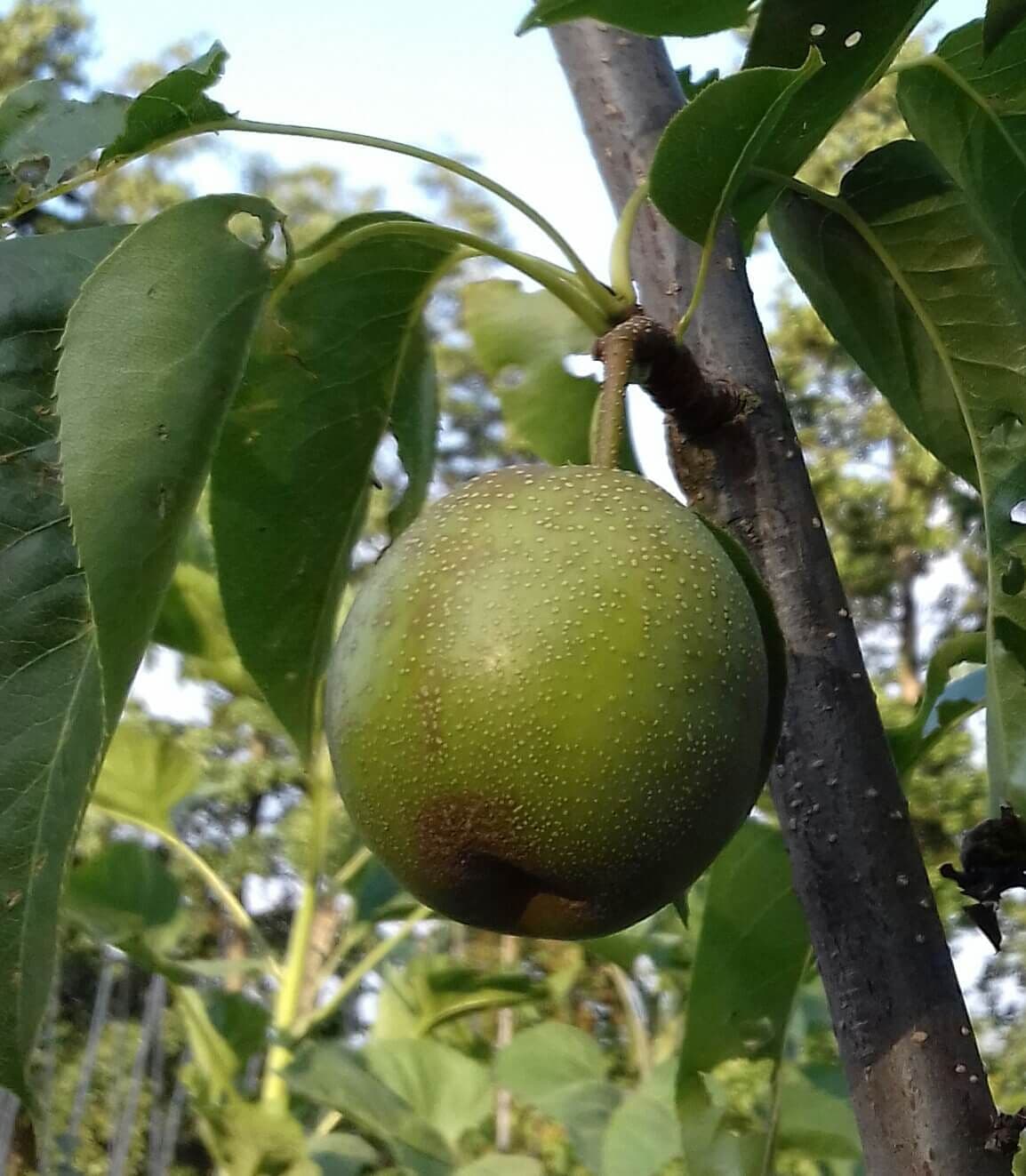 Nashipeer, Pyrus pyr. 'Danitella' spil in 3Lpot biowijze gekweekt