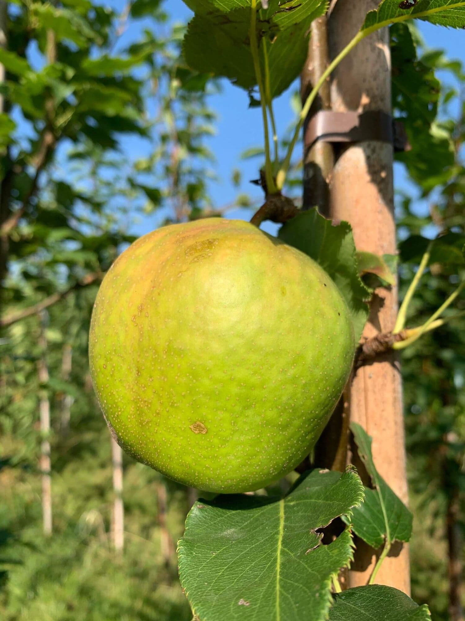 Chinese Ya-peer Pyrus x bretschneideri Early Shu ( vroeg rijpend en houdbaar)