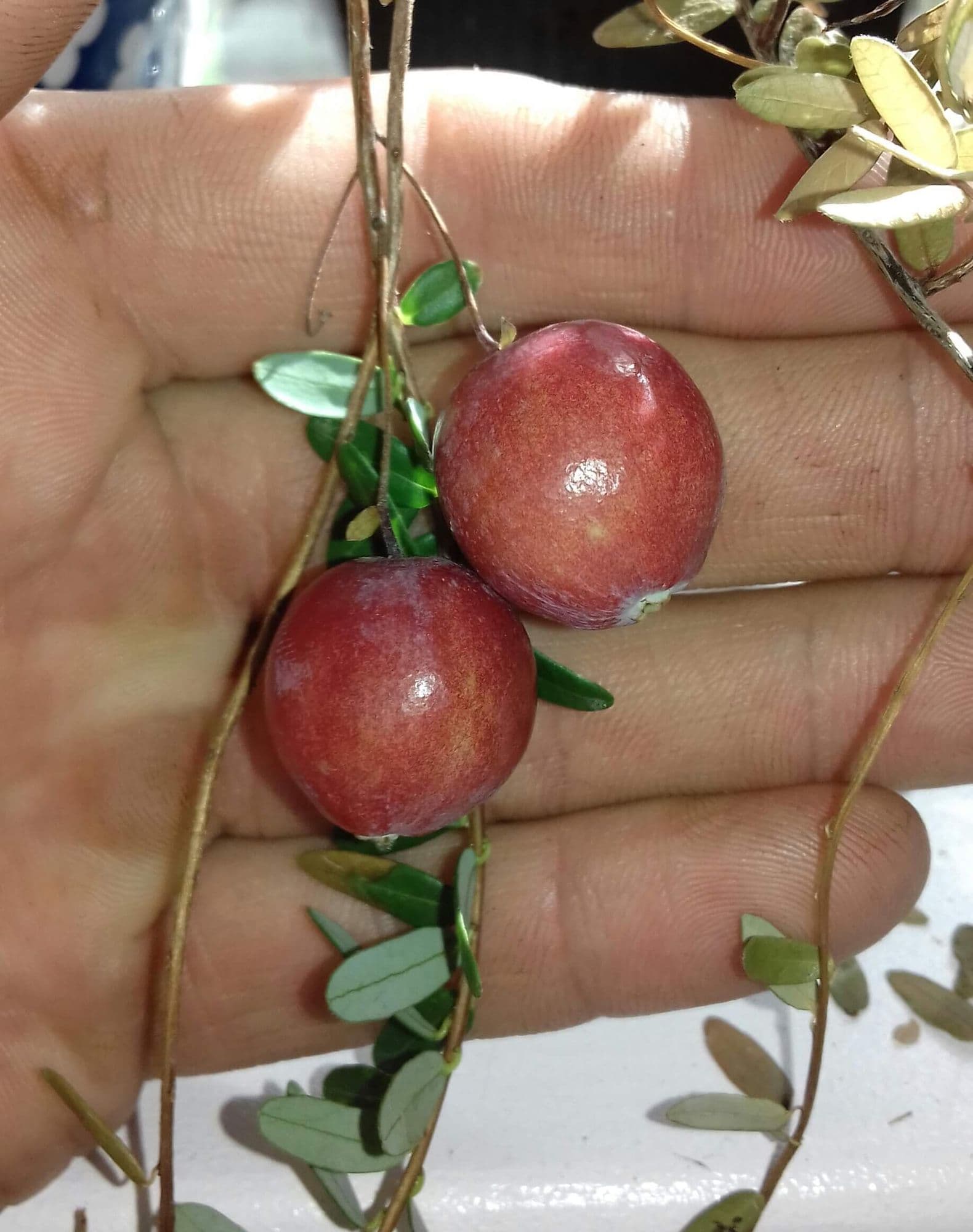 Cranberry, Vaccinium macr 'Pilgrim'