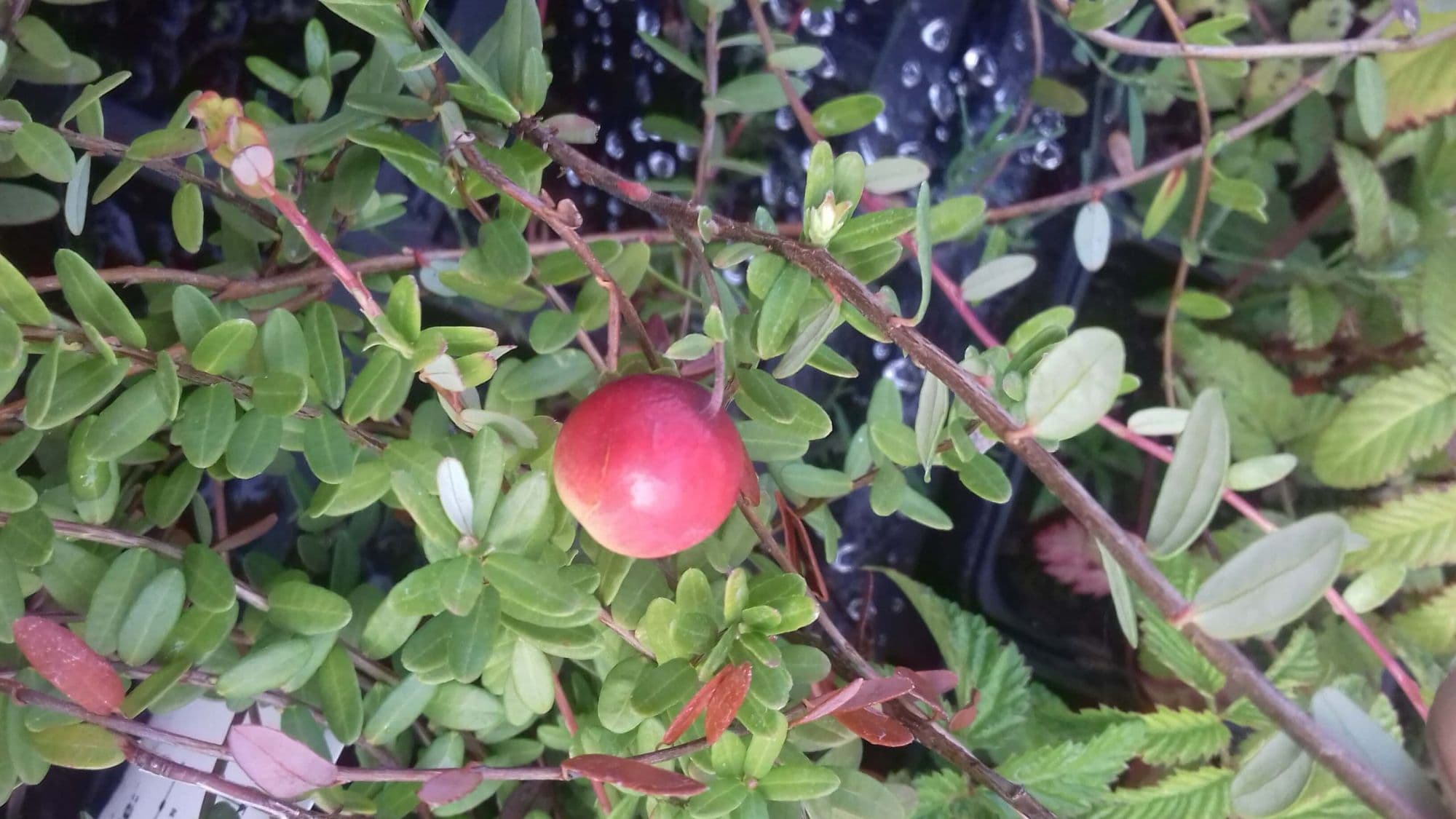Cranberry, Vaccinium macr. 'early black'