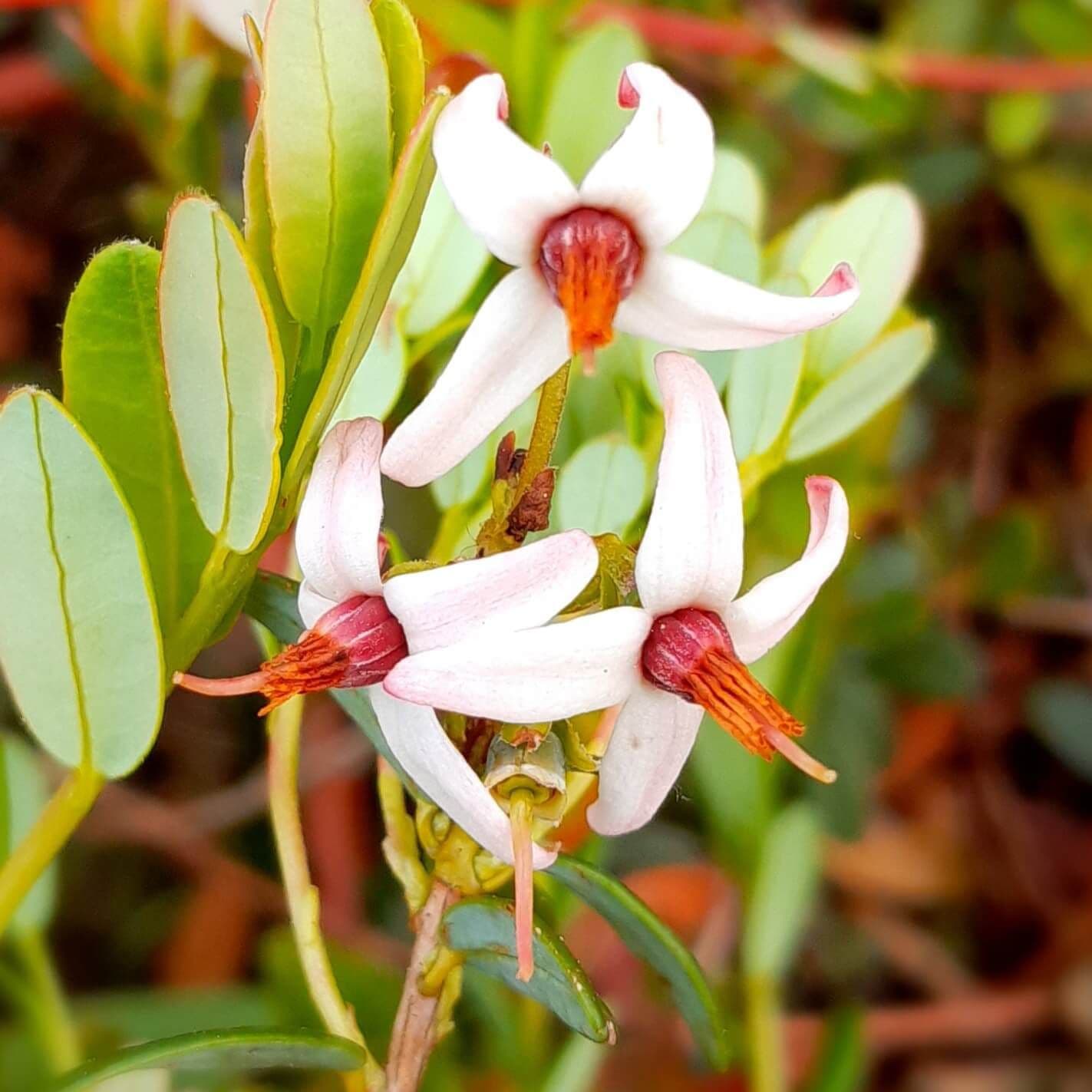 1Veenbes/Cranberry, Vaccinium macr. 'Howes'