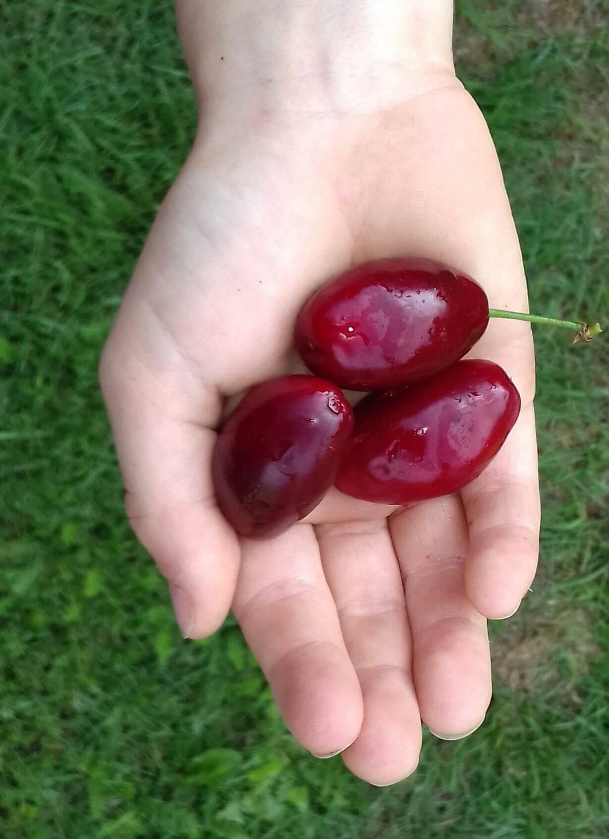 Grootvruchtige kornoelje, Cornus mas 'Schonbrunner Gourmet'