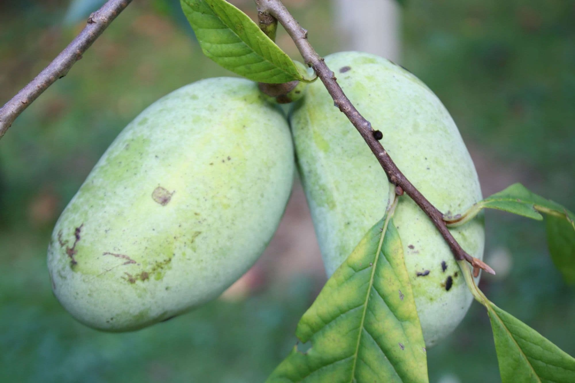 Pawpaw Asimina triloba 'Kentucky Champion