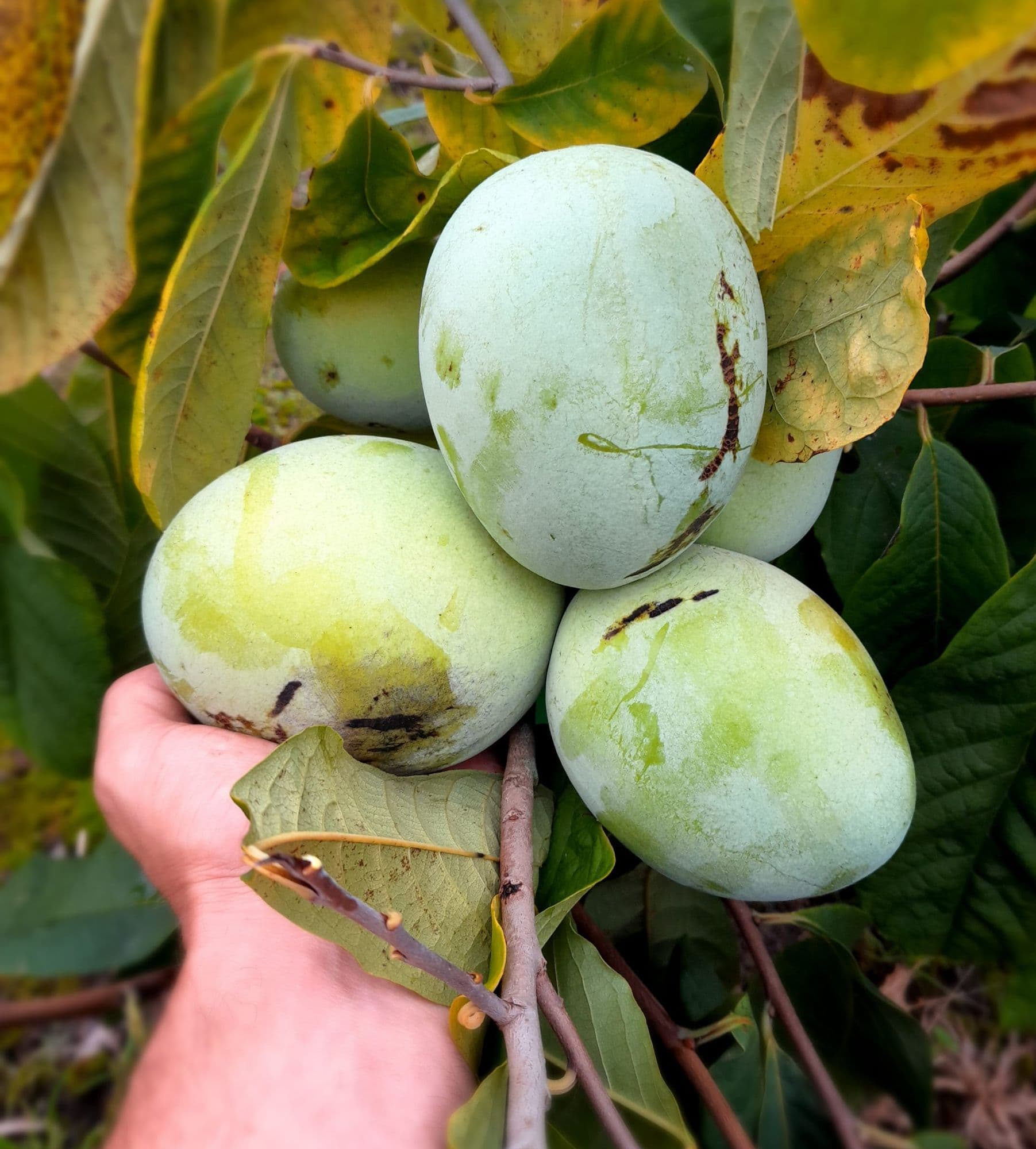Pawpaw/roomappel Asimina triloba 'Benny's Favorit' NIEUW!!