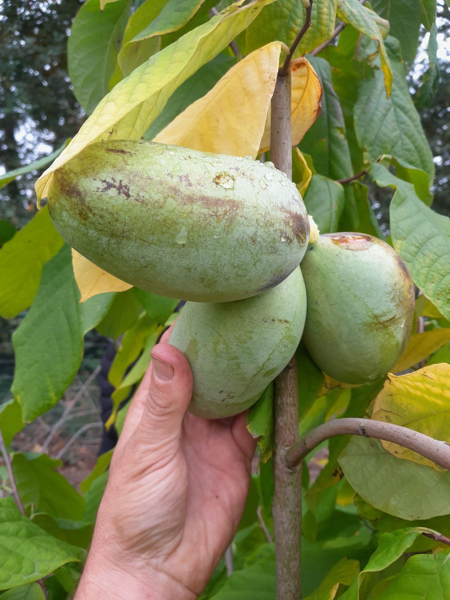 Pawpaw, Roomappel, Asimina triloba Shenandoah® Peterson Pawpaws®