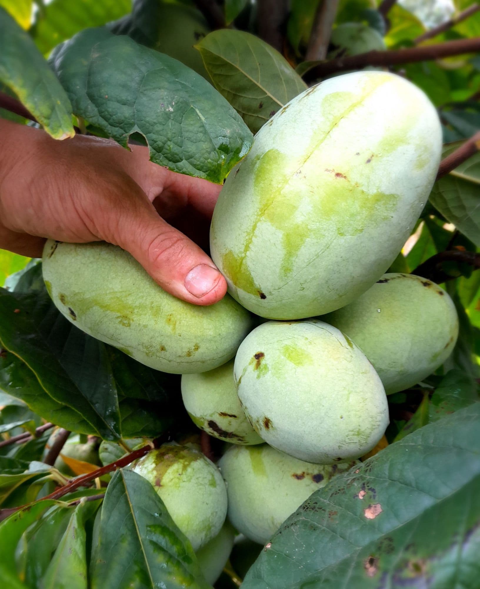 Pawpaw Asimina triloba 'KSU Atwood ™