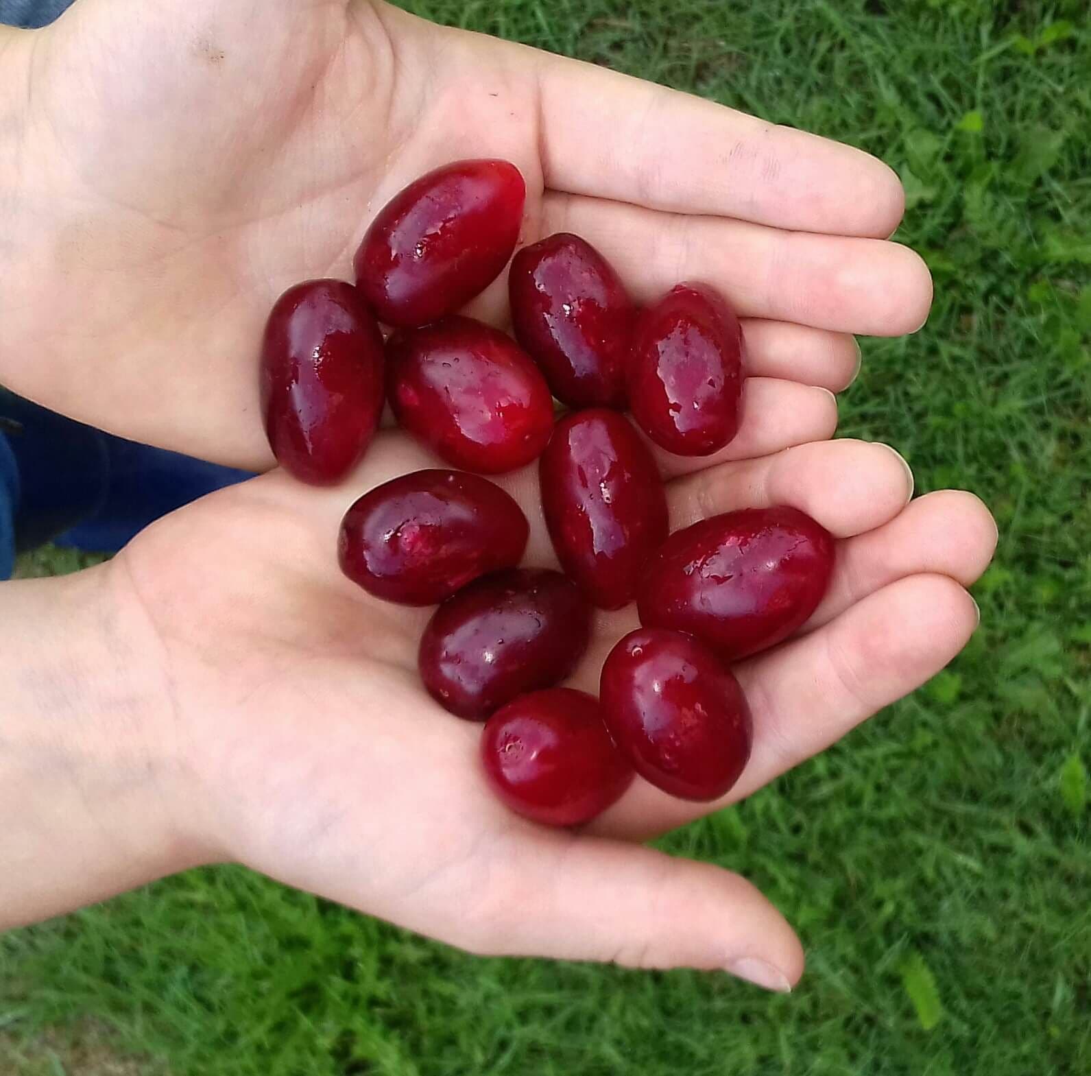 Jolico Grootvruchtige kornoelje Cornus mas Jolico