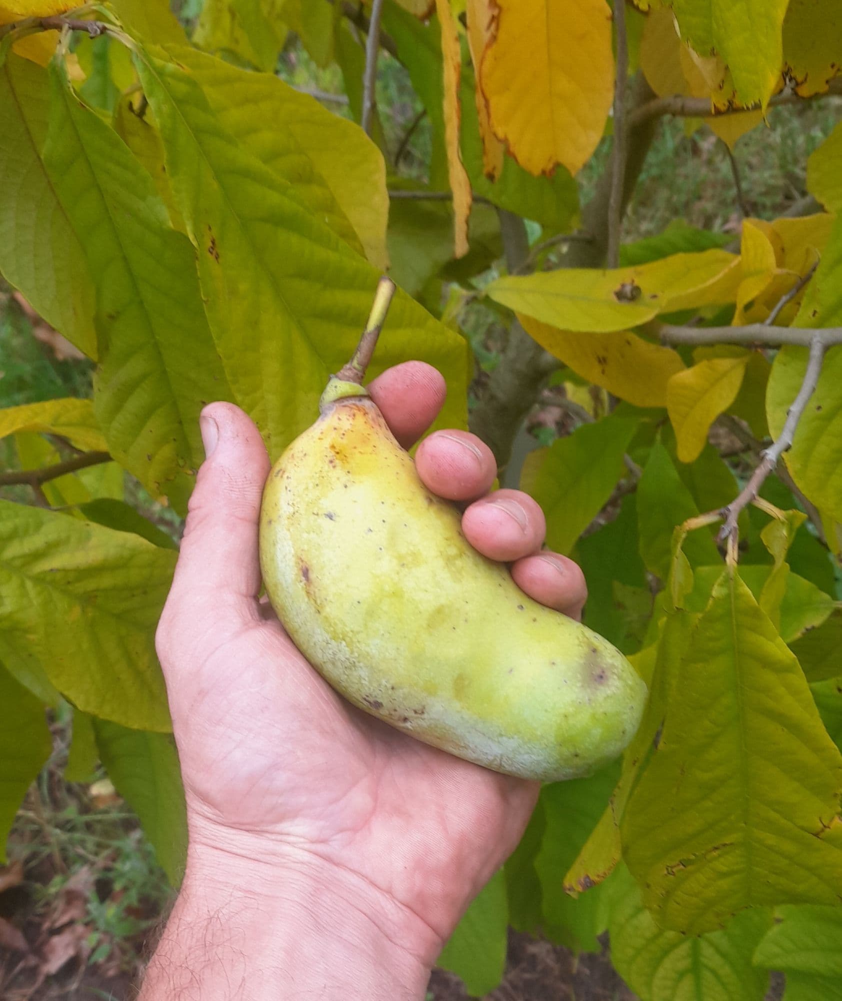 Pawpaw, Asimina 'Rebecca's gold'