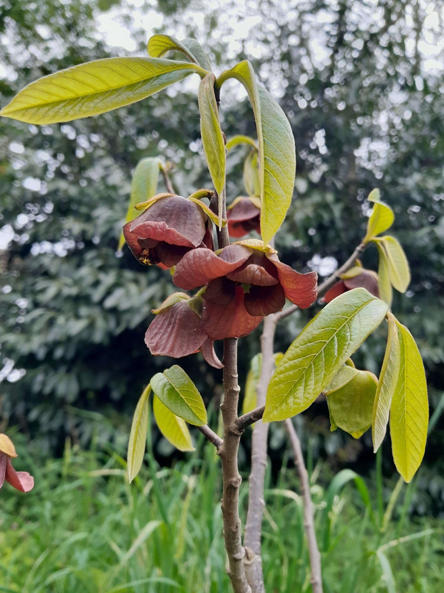 Pawpaw, Roomappel, Asimina 'Alleghency'® Peterson Pawpaws®