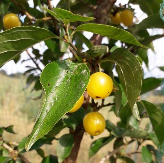 Grootvruchtige Gele kornoeljekers, Cornus m. 'Alosza' (zeer goed geel ras)!