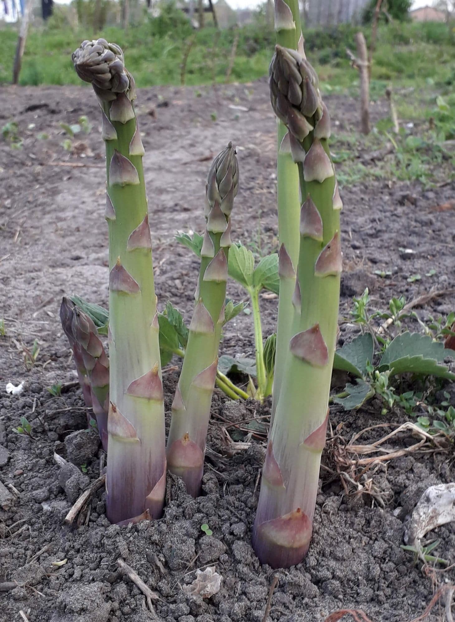 Groene Asperge, Asparagus 'Aspalim'