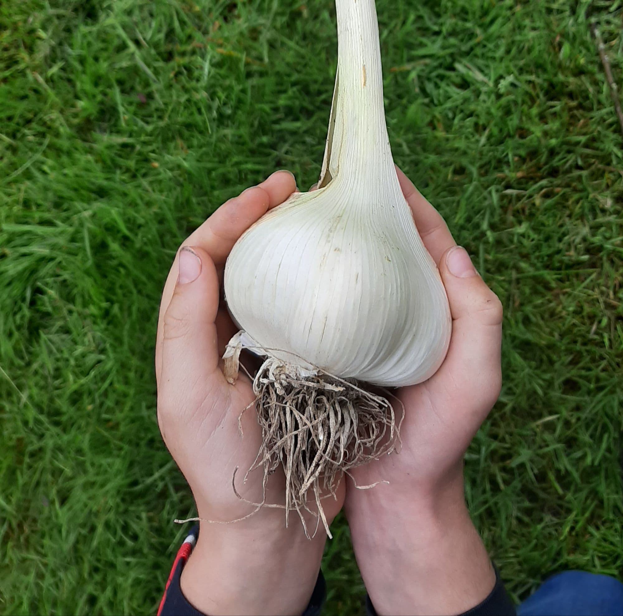 Olifantenknoflook, Allium ampeloprasum var. 'Ampeloprasum'