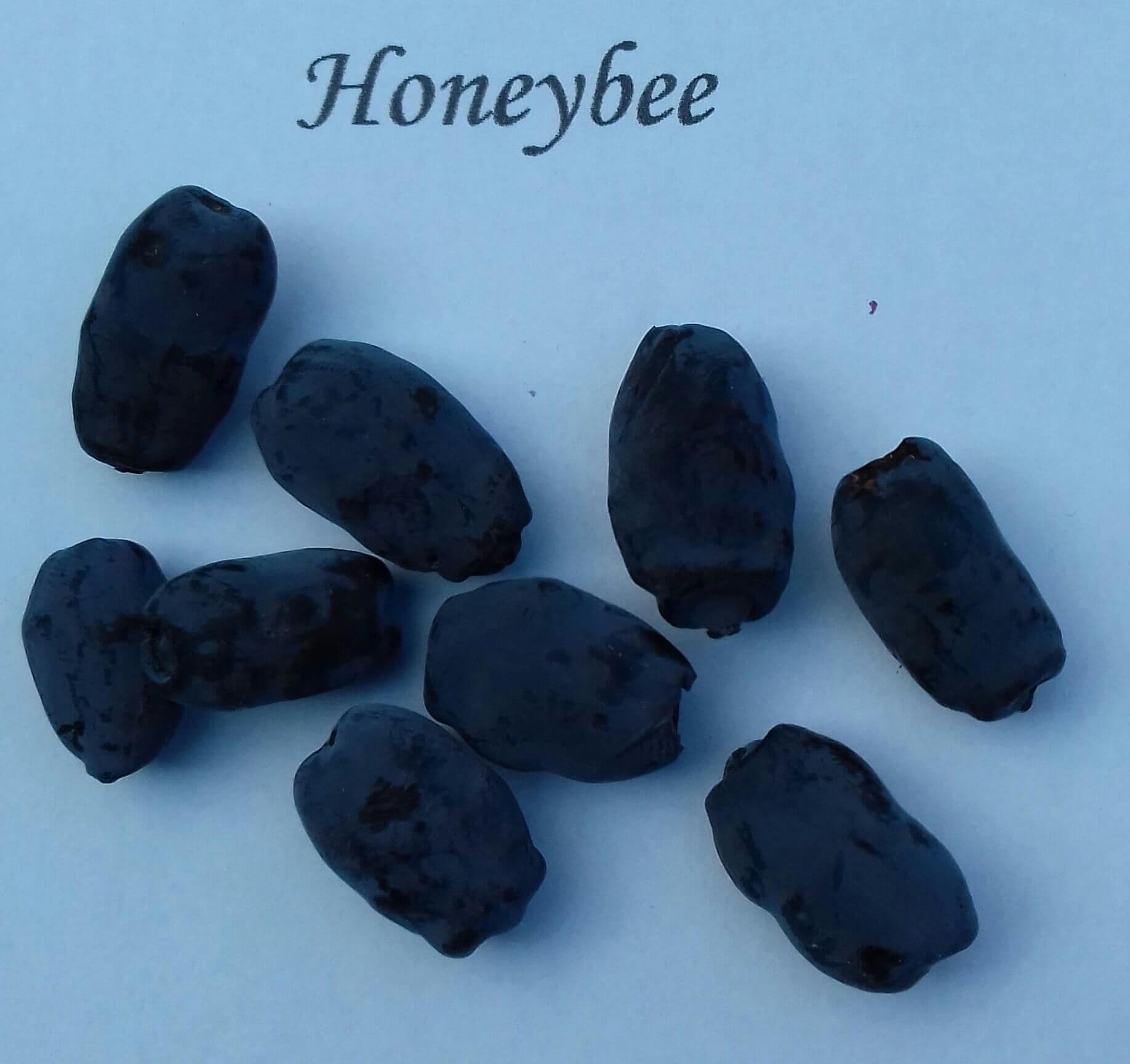 Honingbes, Lonicera caerulea 'Honeybee' planten in p9 pot