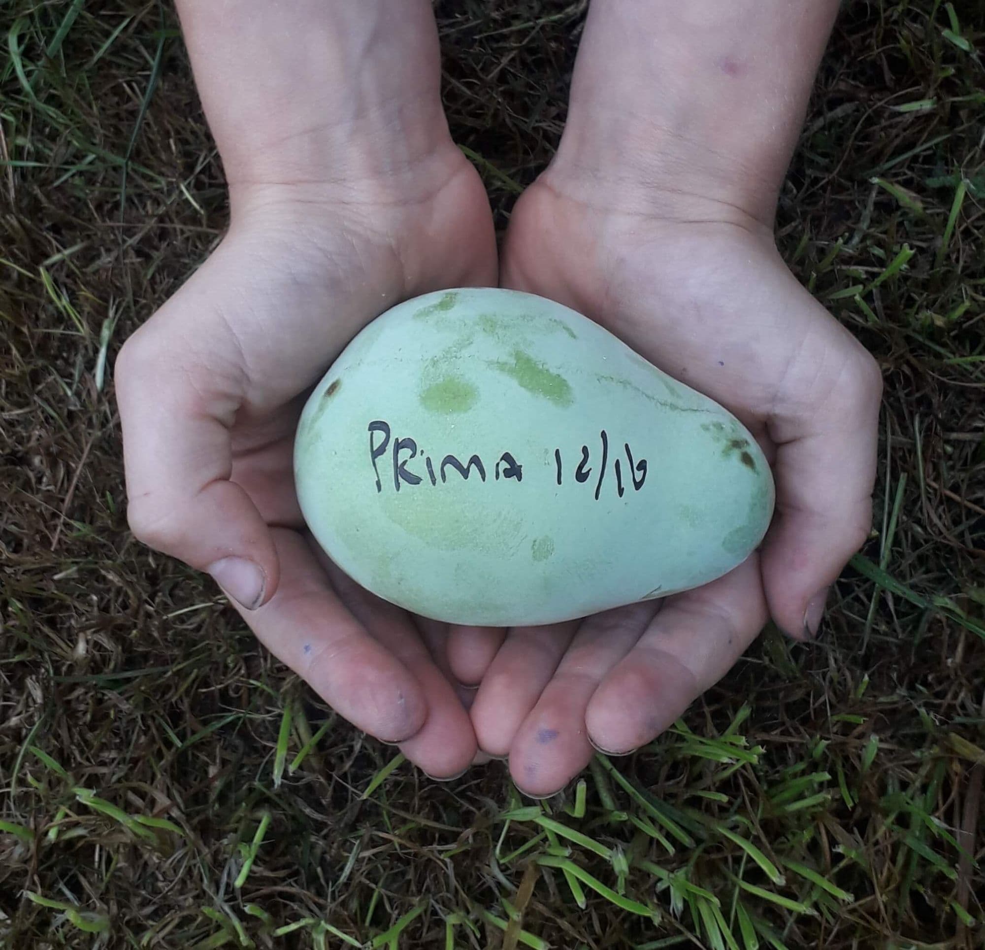 Paw paw, Asimina triloba 'Prima 1216' PBR ( zeer goede basisbestuiver!) 100/120cm