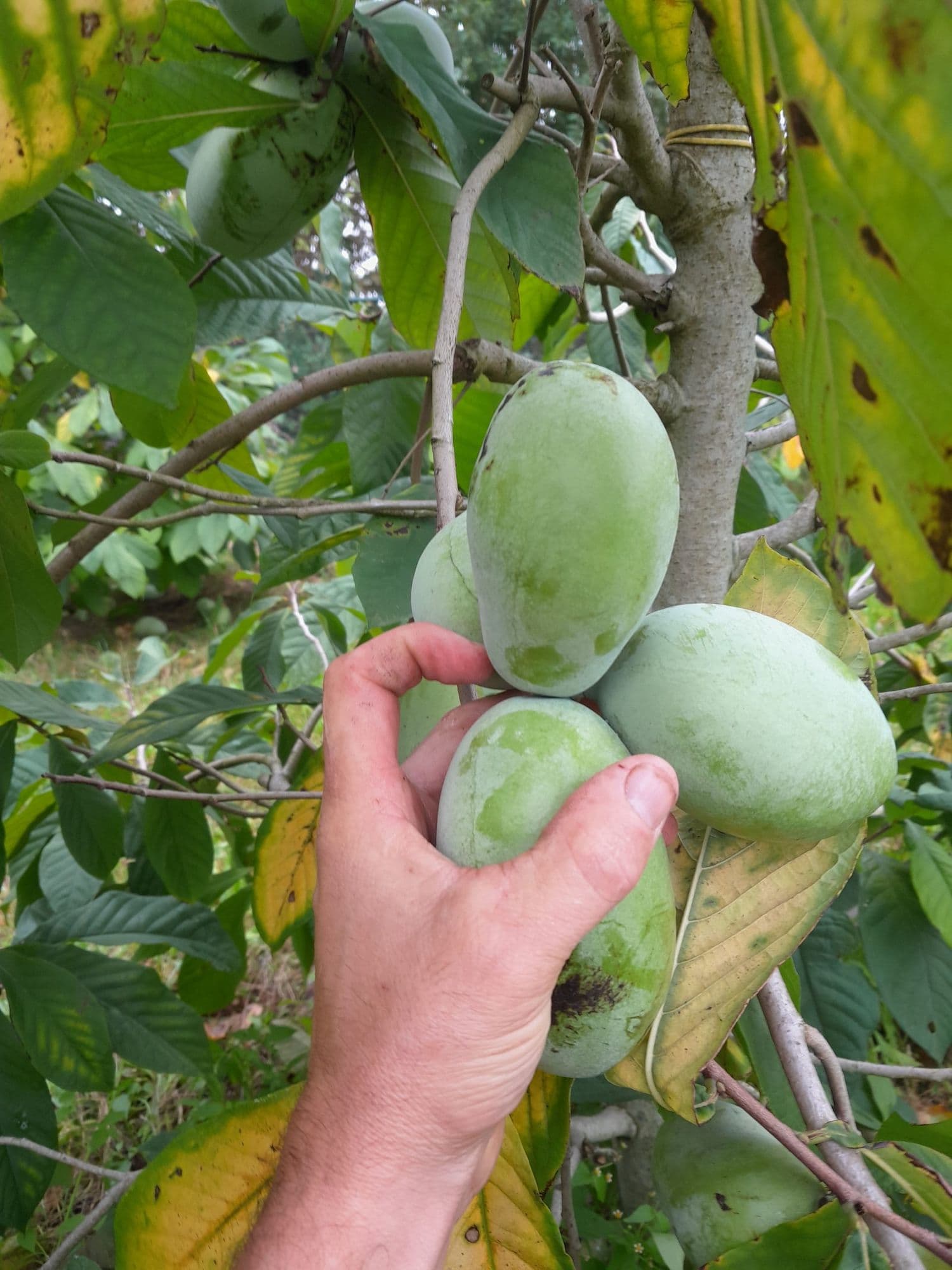 Pawpaw Asimina triloba 'Maria's Joy ™