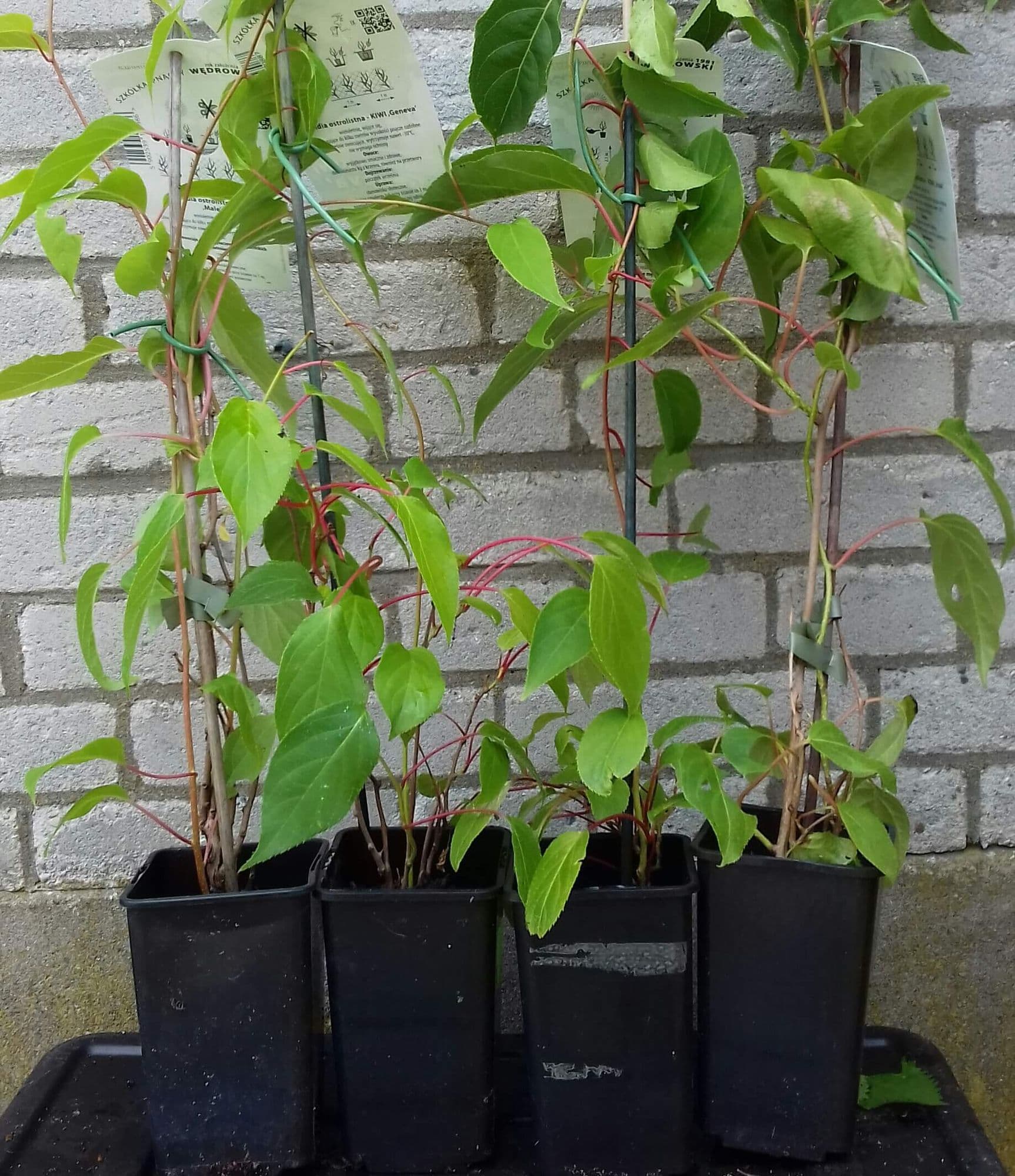 Kiwibes, Mini kiwi, Actinidia arguta Weiki man (Bestuiver)