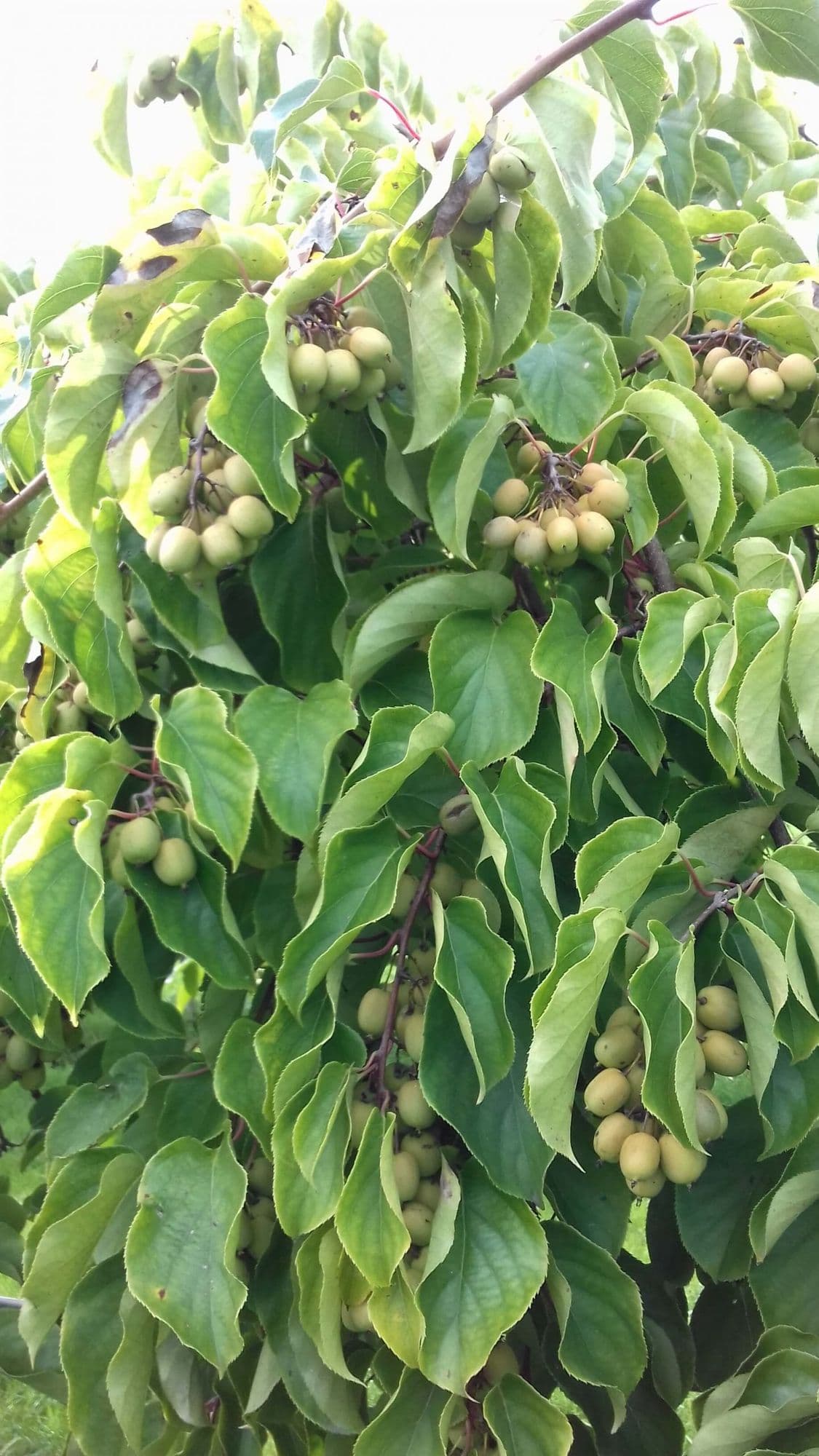 Kiwibes, Actinidia 'Issai'