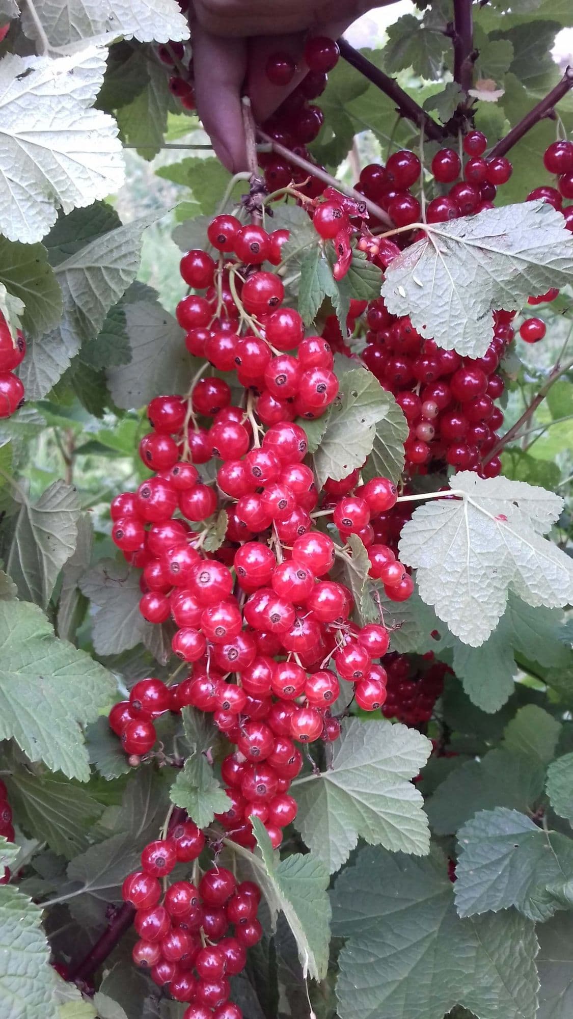 1 Late Rode Trosbes, Ribes rubr. 'Rondom' Kale wortel