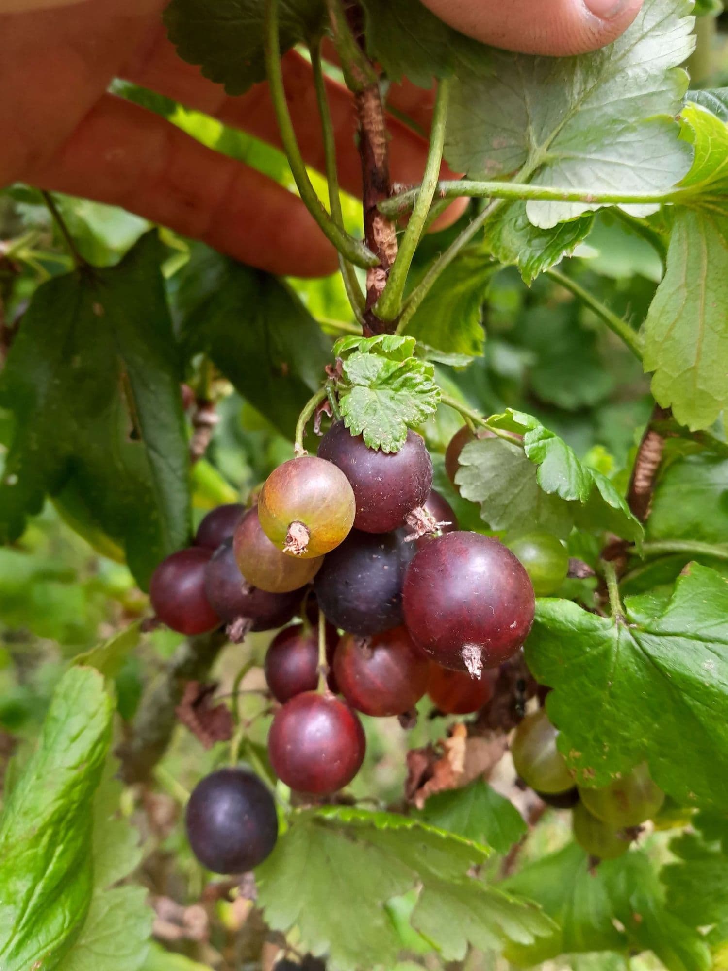 Dwerg-Jostabes, Ribes x ×nidigrolaria 'Josua Dwarf' Planten in 1Lpot