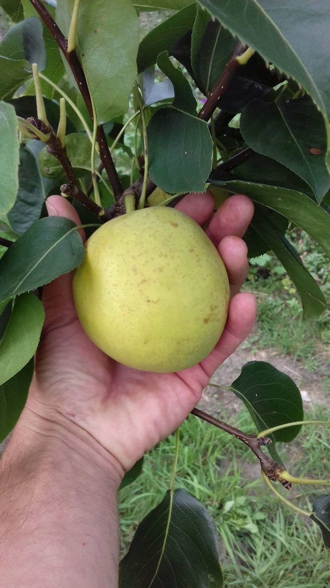 Nashipeer, Pyrus pyrifolia 'Shinko'