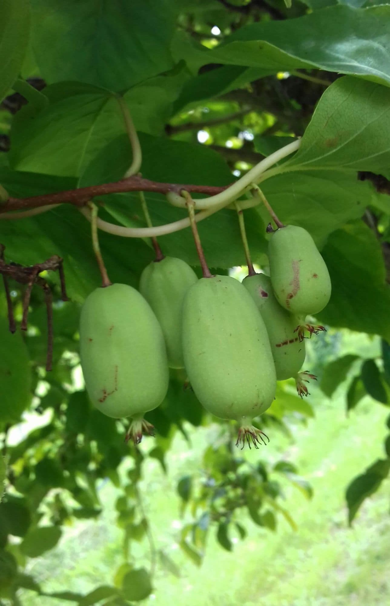 Hybride kiwi/kiwibes, Actinidia kxd 'Zakarpacie' Planten in 0,8lpot 70cm biowijze gekweekt