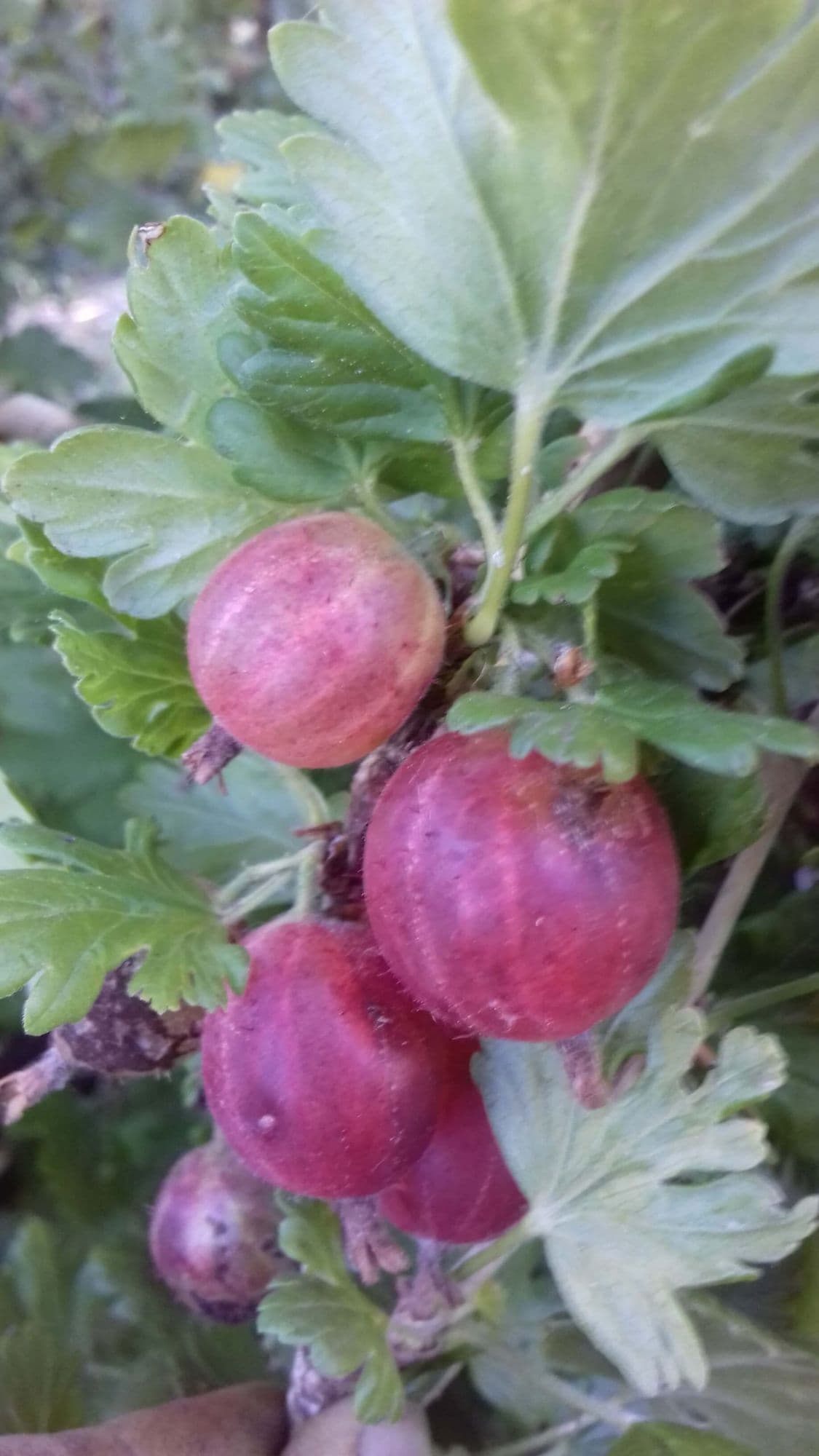 Rode kruisbes, Ribes uva crisp. 'Hinnonmaki Röd' Plant 1lpot biowijze gekweekt