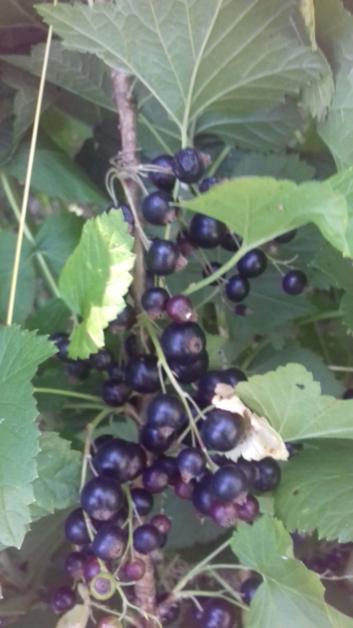 Zwarte bes, Ribes nigrum 'Titania' in p9pot