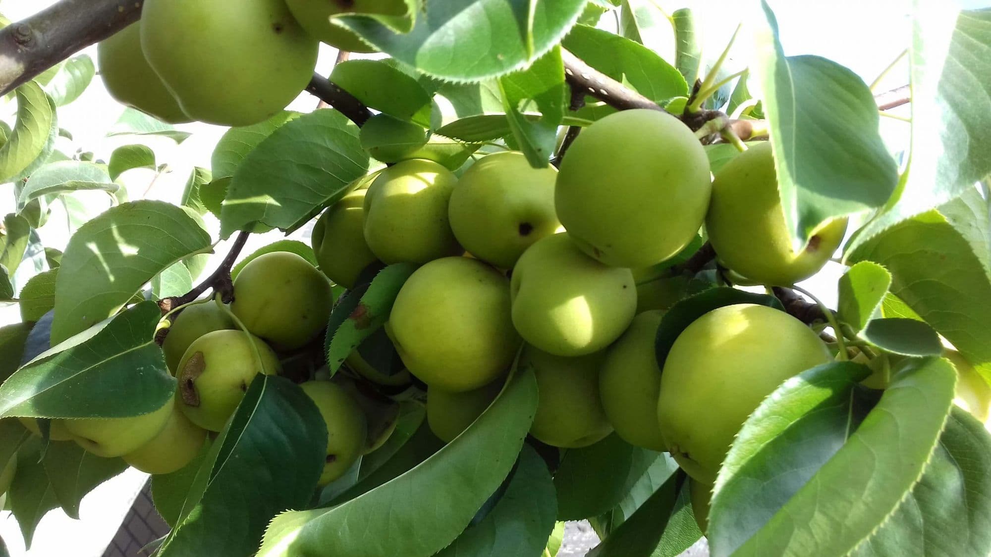 Nashipeer, Pyrus pyrifolia 'Naddel'