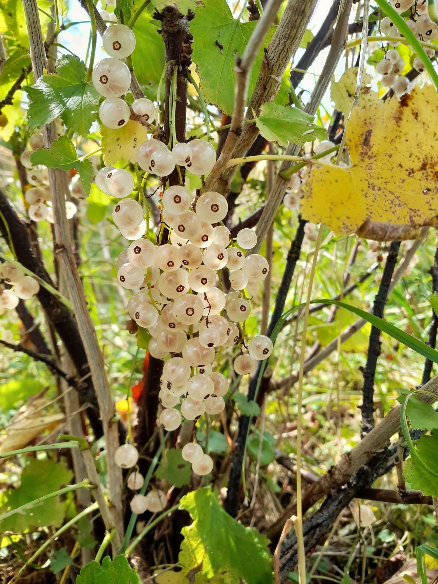 Witte trosbes, Ribes 'Witte Parel' (met granaatappel smaak) in 1Lpot vertakt