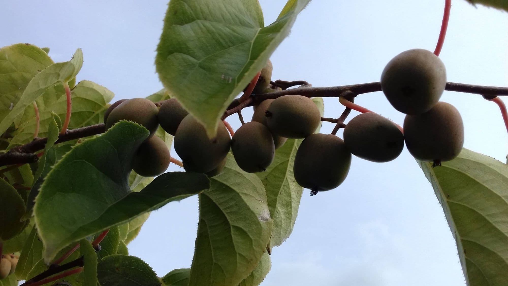 Kiwibes, Actinidia 'Kens Red'
