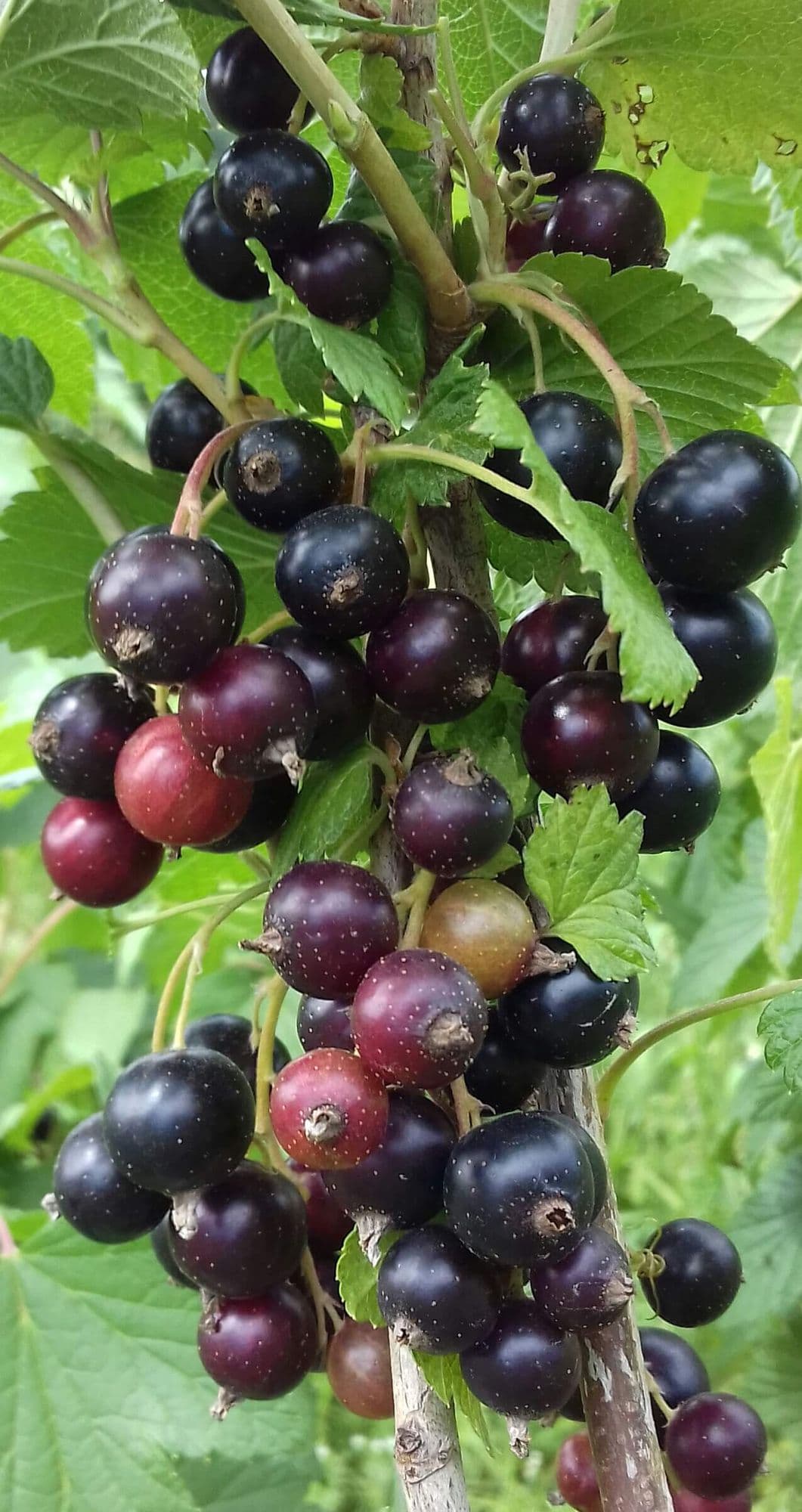 Zwarte bes, ribes nigrum 'Ojebin'(Blanc?)