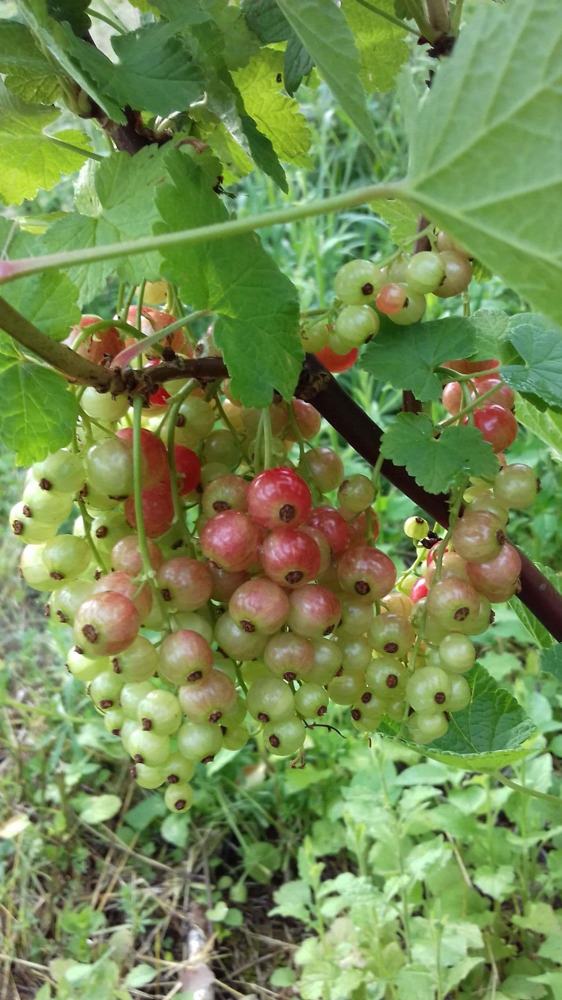1 Witte/roze trosbes, Ribes 'Gloire des Sablon' in 1,8Lpot biowijze gekweekt