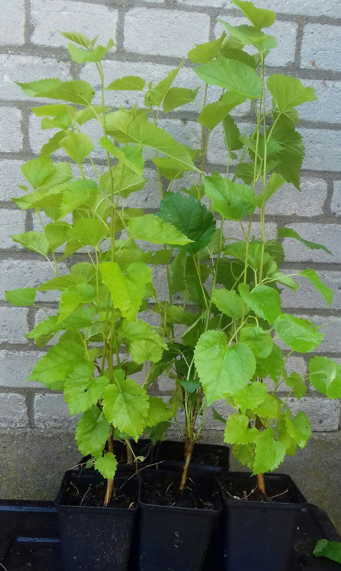 Vijfsmakenbes, Peperbes, Schisandra Chinensis 'Sadova NO1' Zelfbestuiver