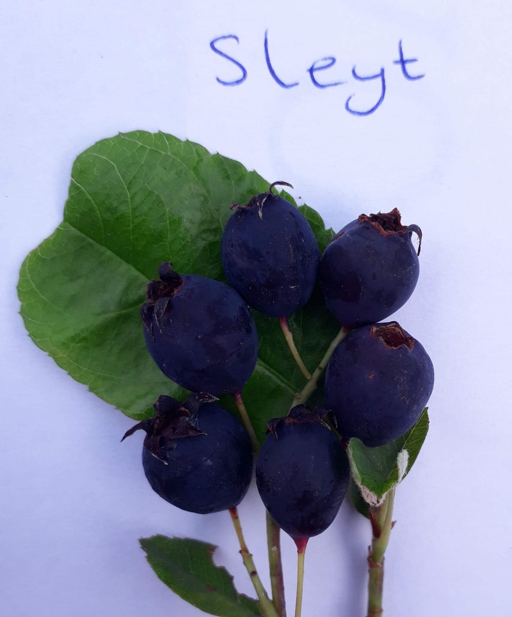 Grootvruchtige krent, Amelanchier alnifolia 'Sleyt' in 12cmpot