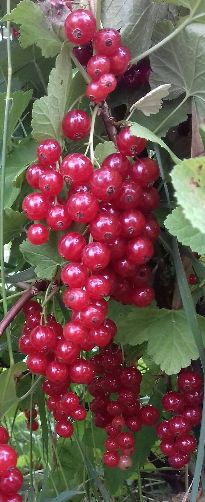 Rode trosbes, Ribes 'Rovada' Kale wortel 100/120cm
