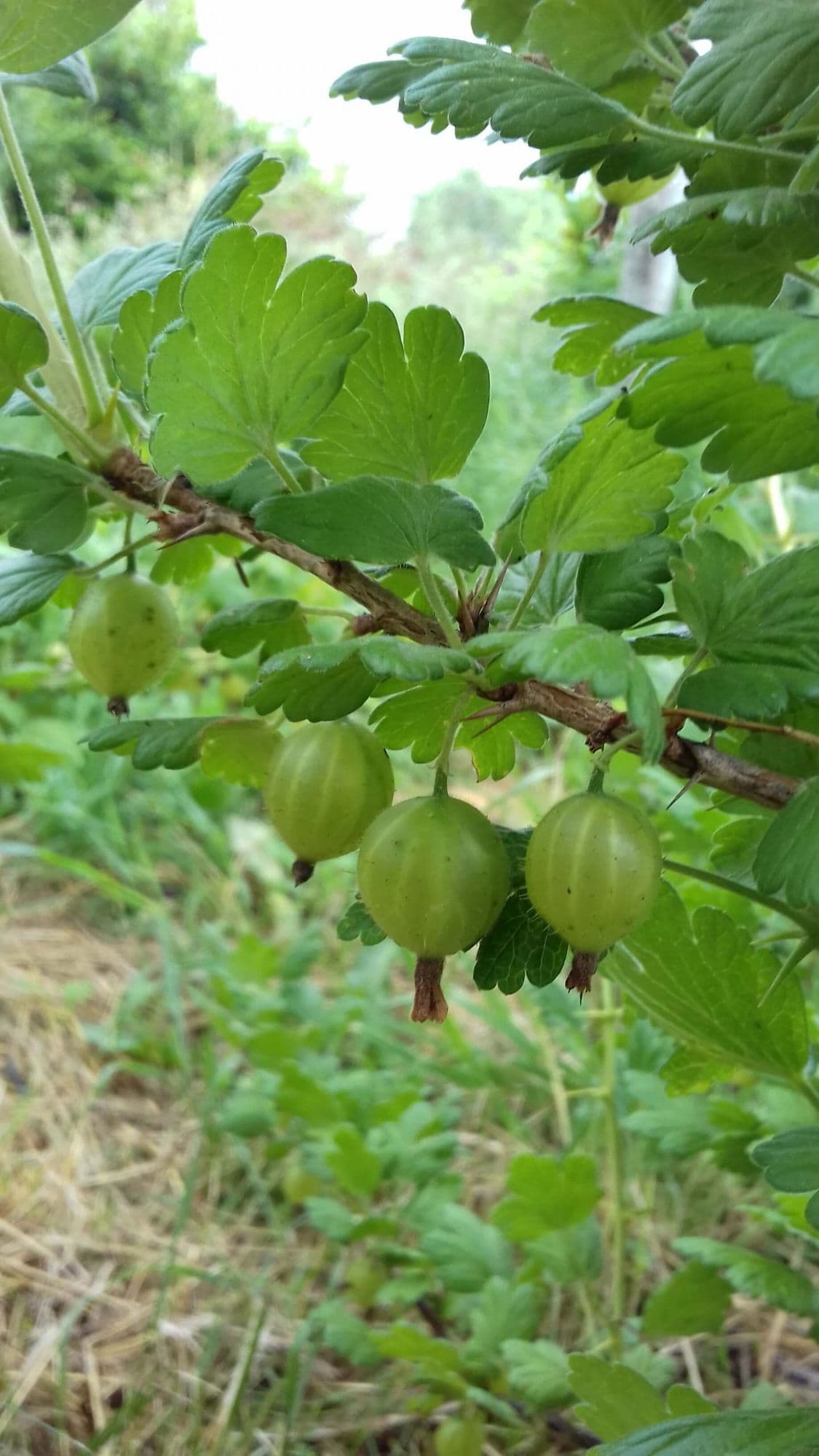 Groene kruisbes, Ribes uva-crispa ‘Hinnonmäki Gron’ kale wortel volle grond