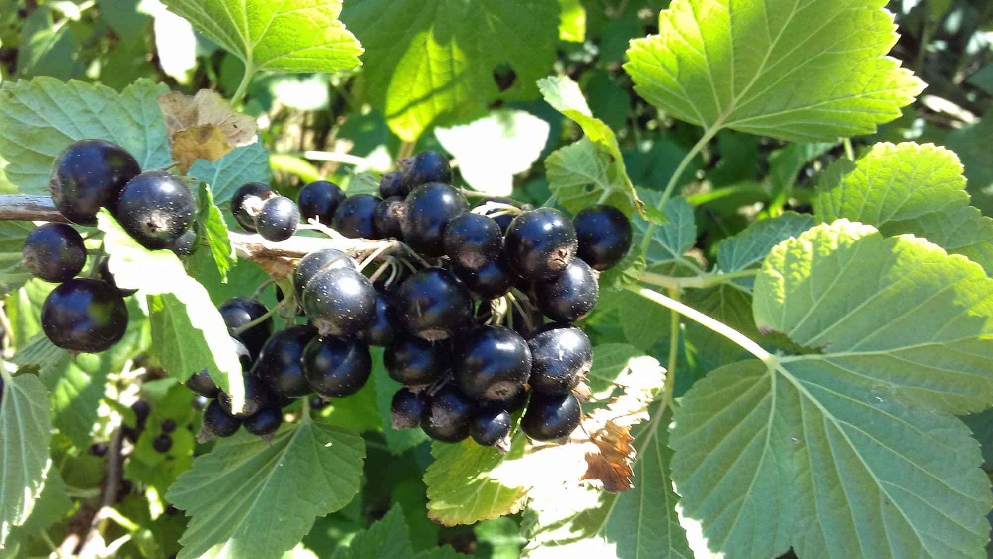 Zwarte bes, Ribes nigrum 'Ben Nevis'Kale wortel 80/120