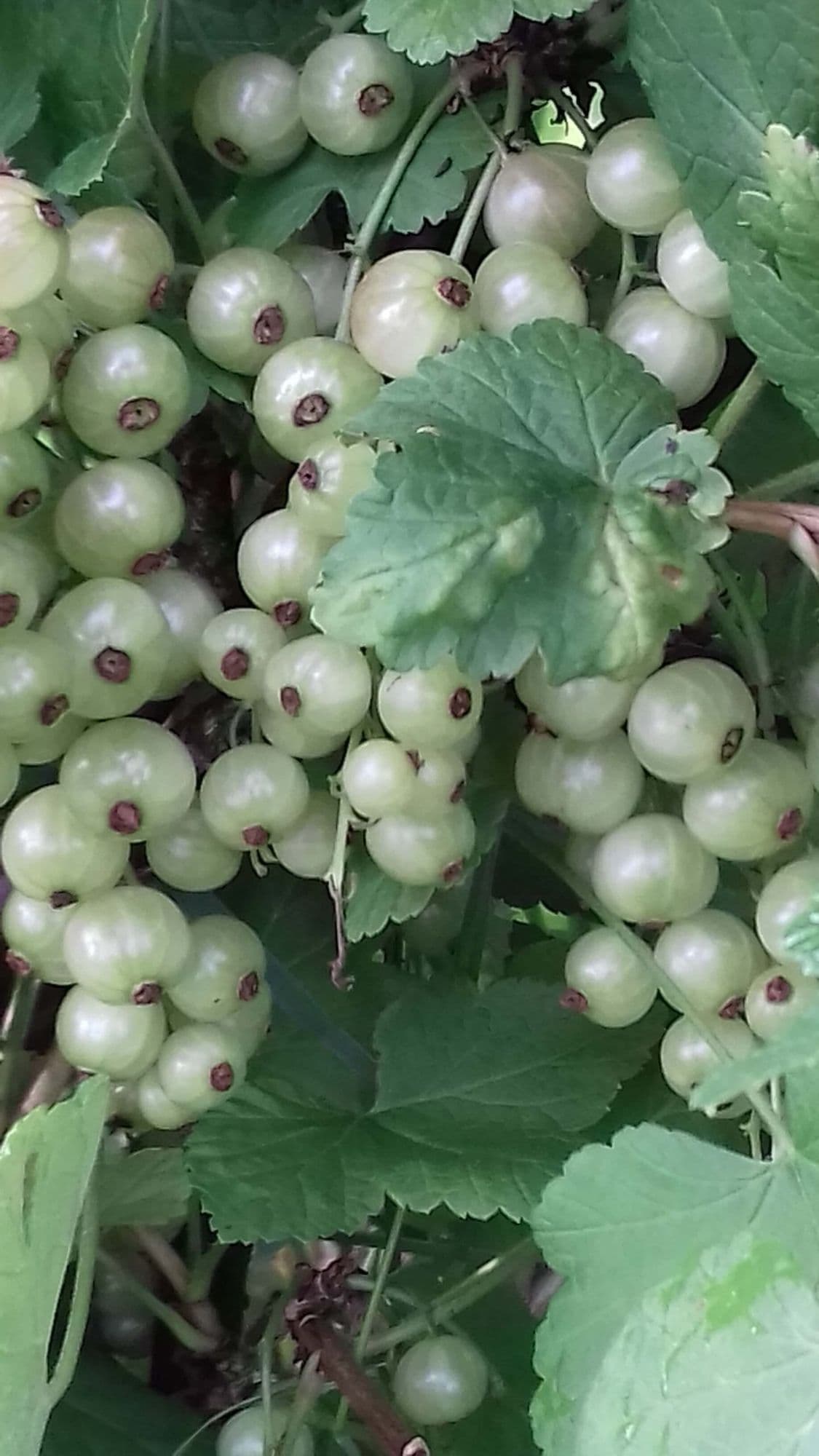 Witte aalbes, trosbes, Ribes 'Witte Hollander' jonge plant in p9pot