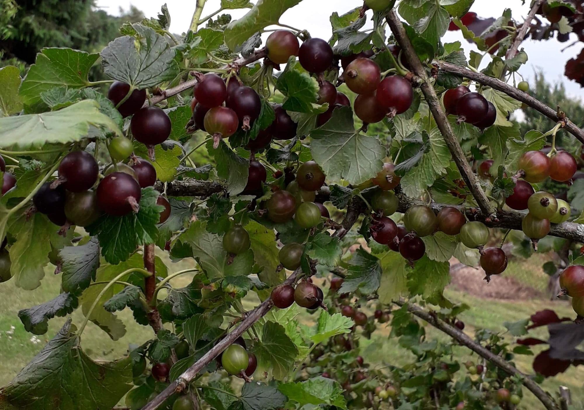 Jostabes, Ribes × nidigrolaria in 1,8Lpot biowijze gekweekt