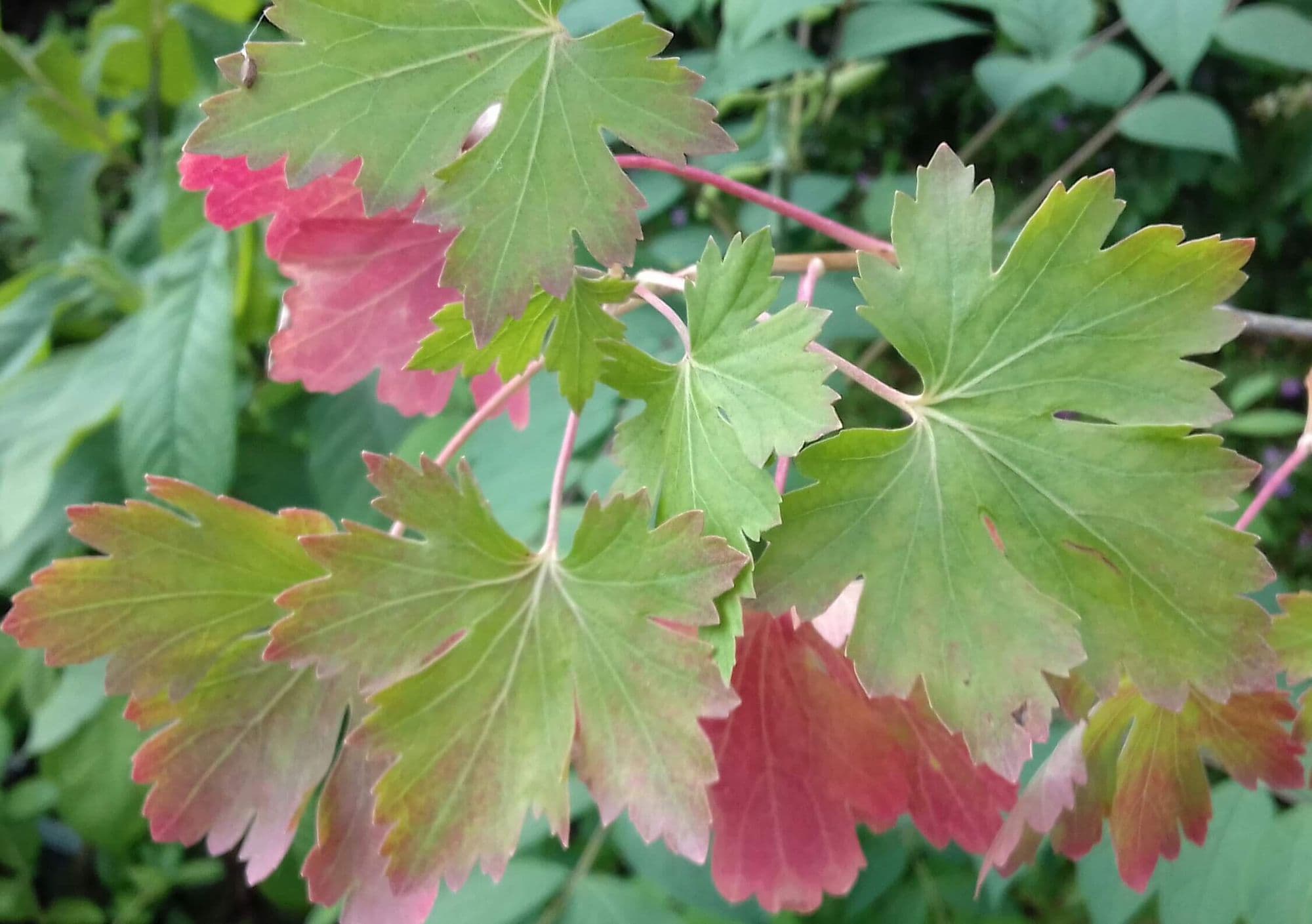 Doornloze kruisbes, Ribes uv. 'Captivator' kale wortel volle grond