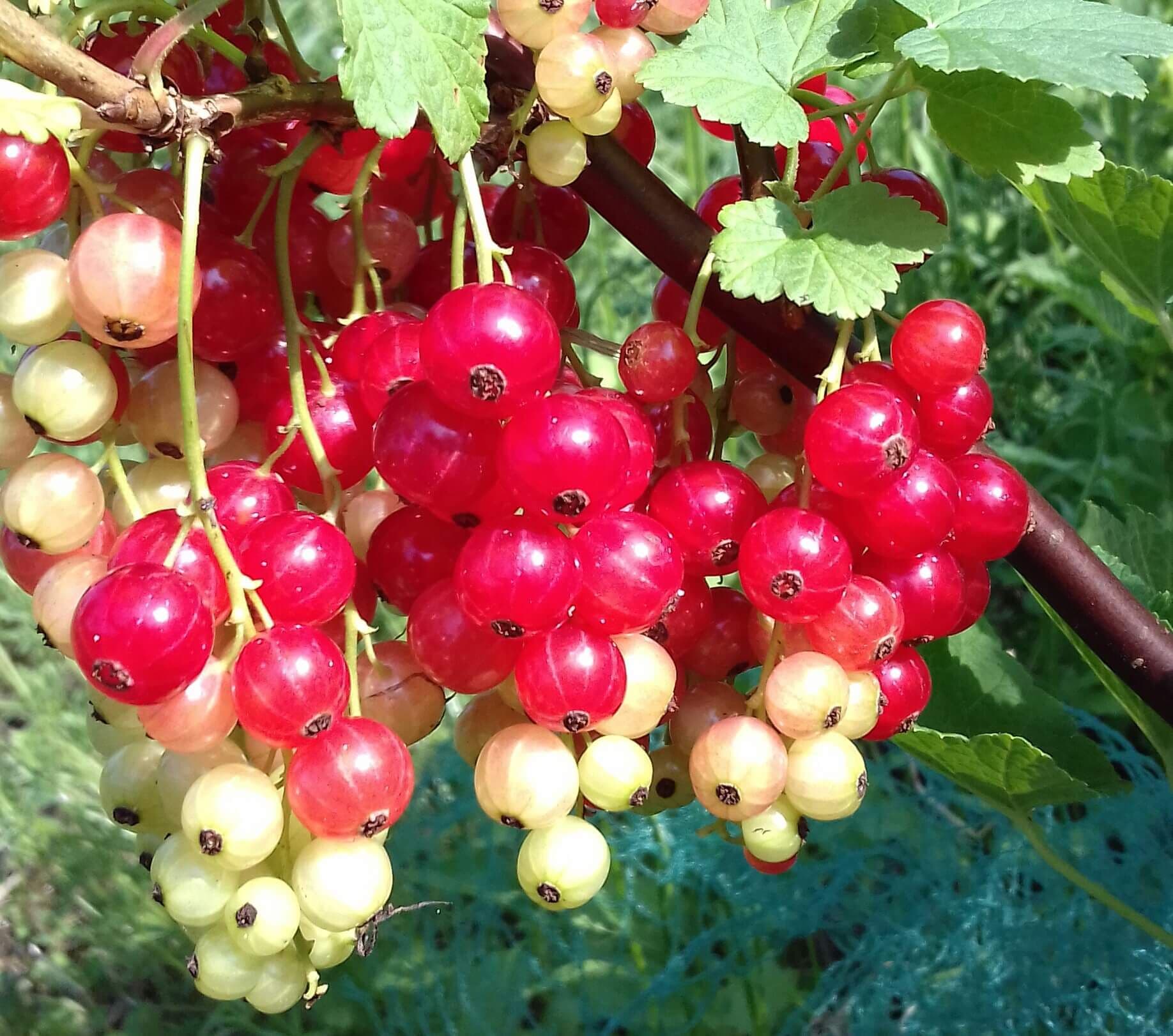 Rode bes, Ribes Junifer, zeer goed productieras kale wortel