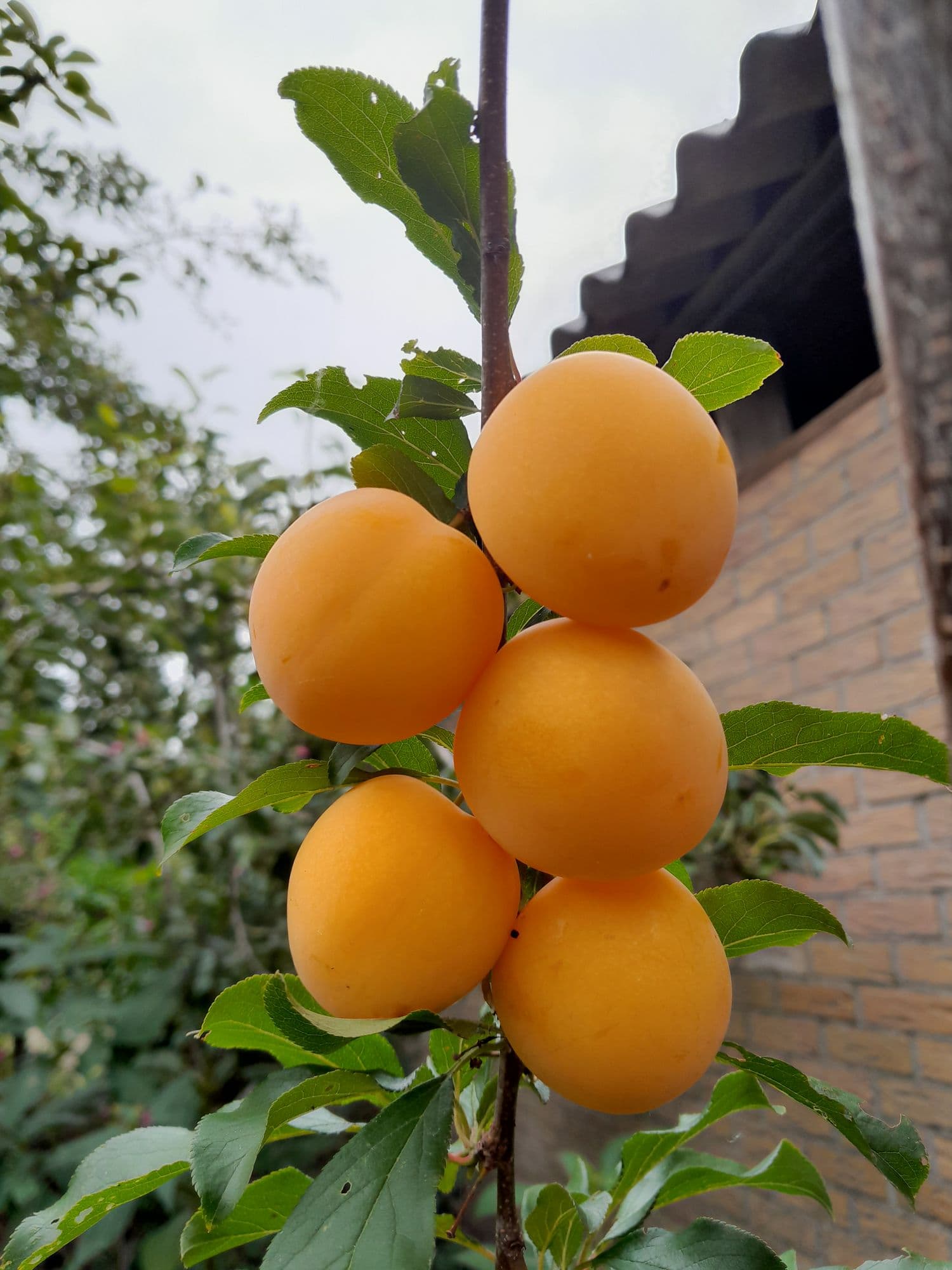 Siberische hybride-pruim Prunus salicifolia x cerasifera 'GEK'